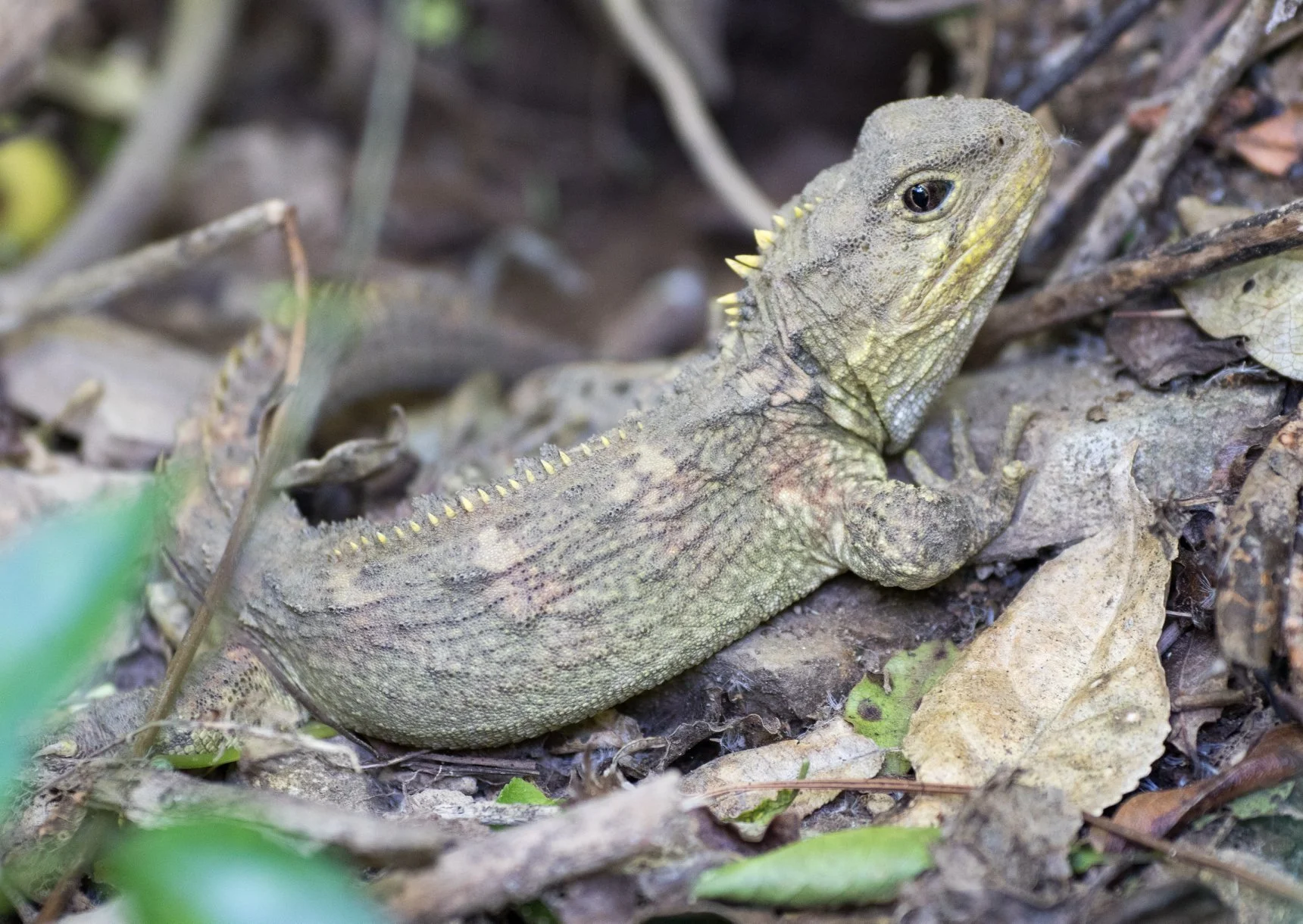 Tuatara