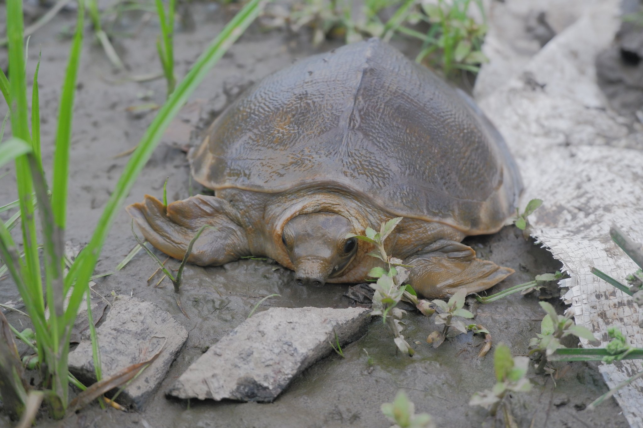 Pig-nosed Turtle