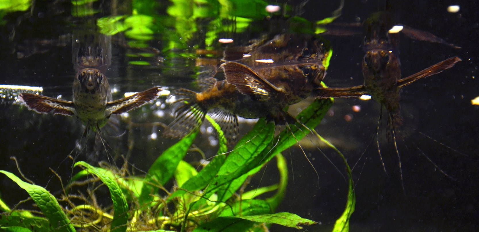 Freshwater Butterflyfish