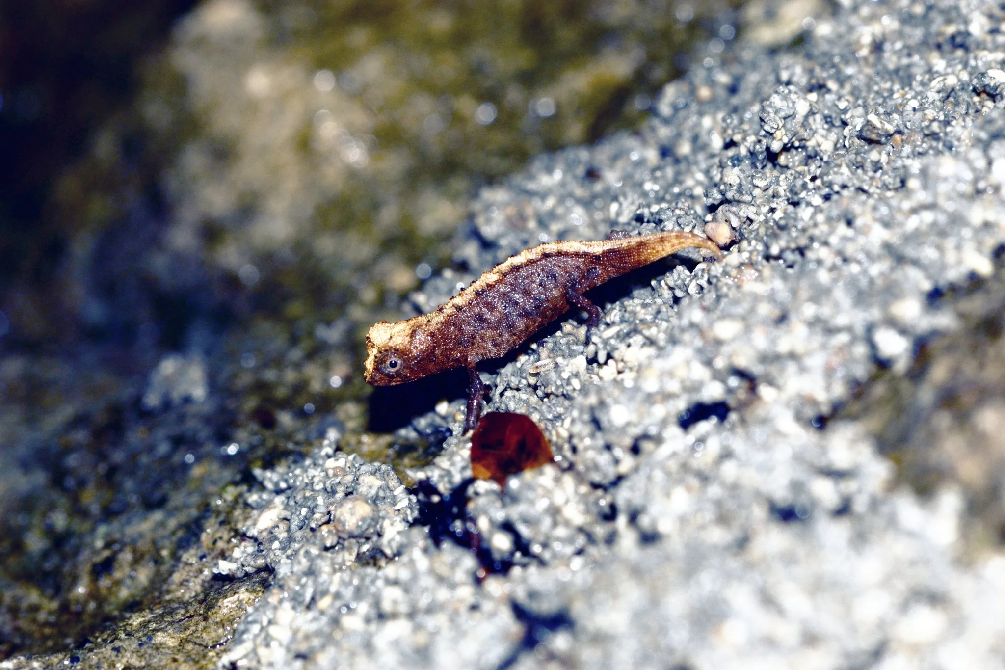 Nosy Hara Leaf Chameleon