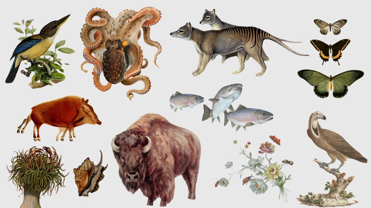 Why Does Extinction Matter?