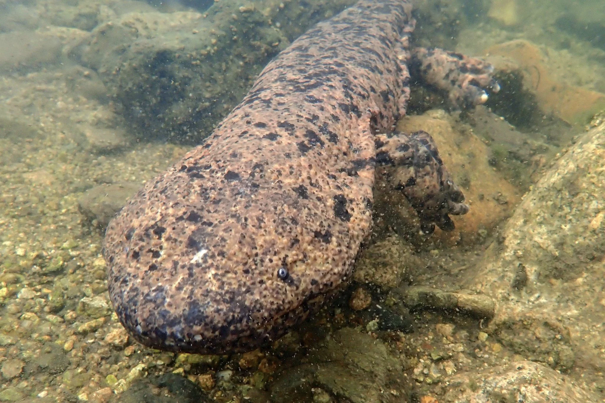 Japanese Giant Salamander