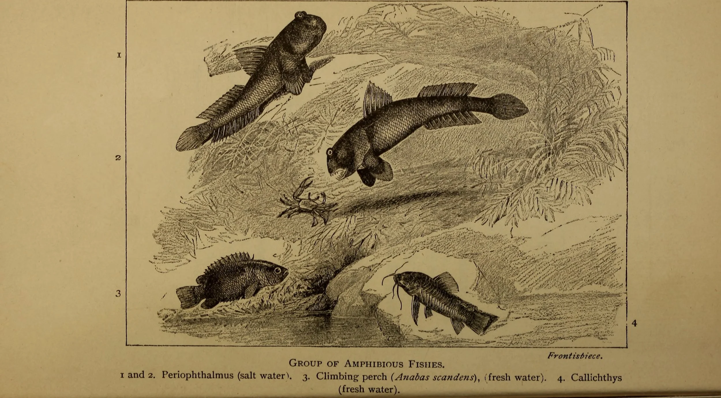 “Group of Amphibious Fishes”