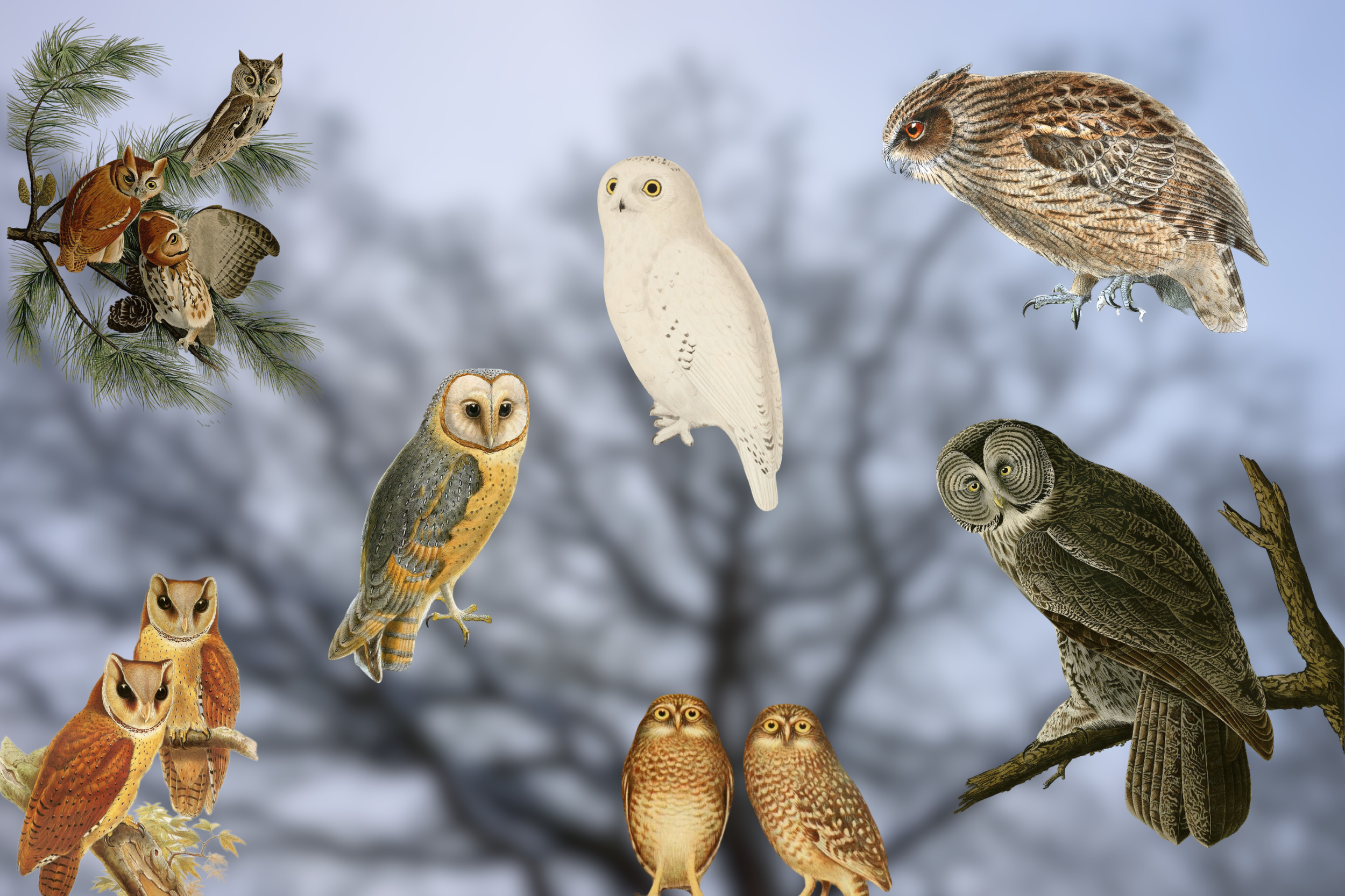 Owls: Who Are They?