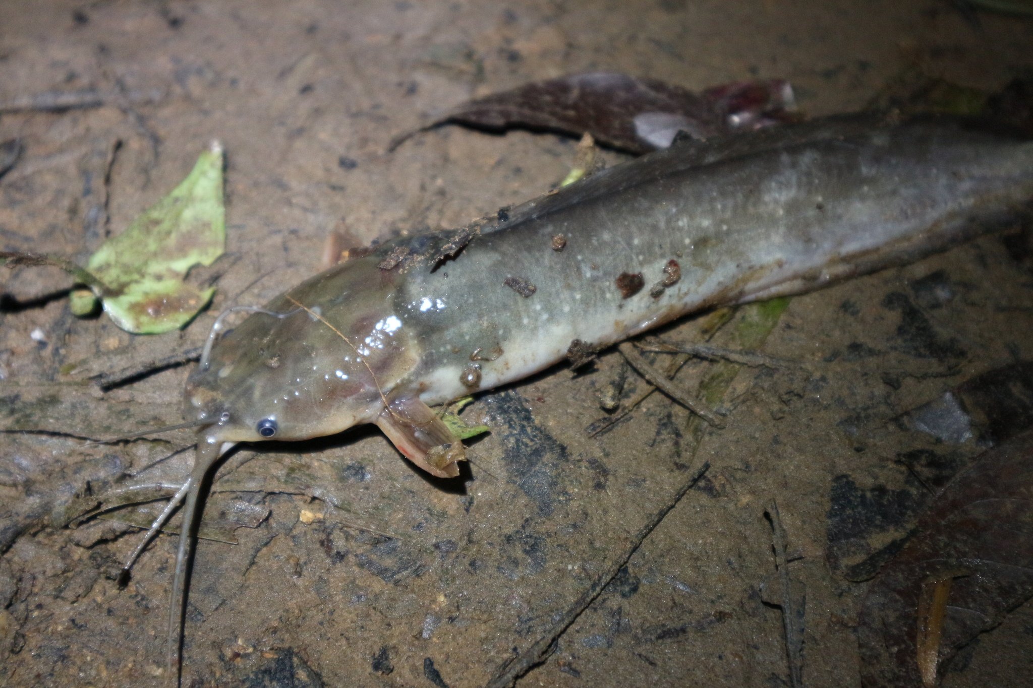 Walking Catfish