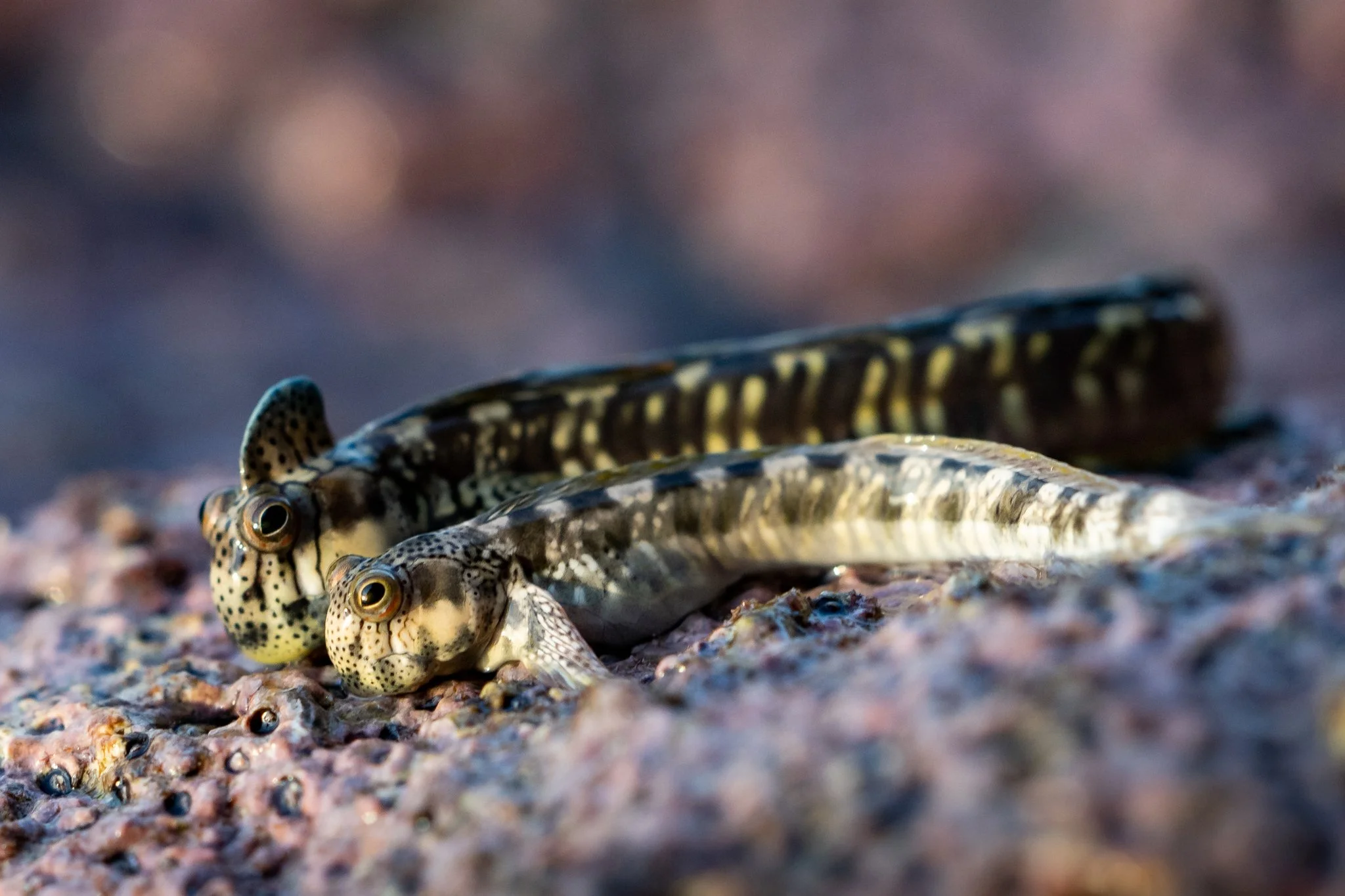 Pacific Leaping Blennies