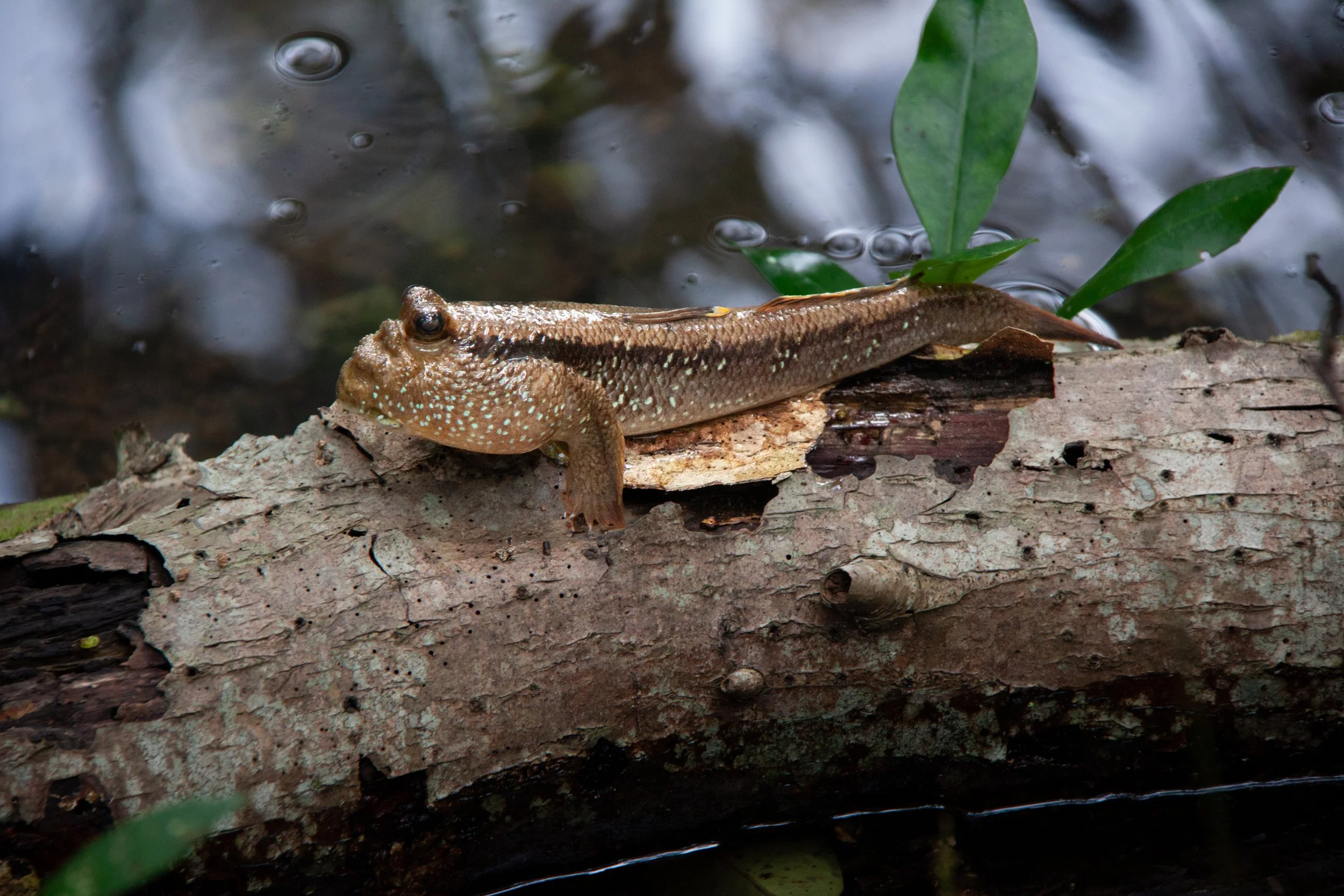 Giant Mudskipper