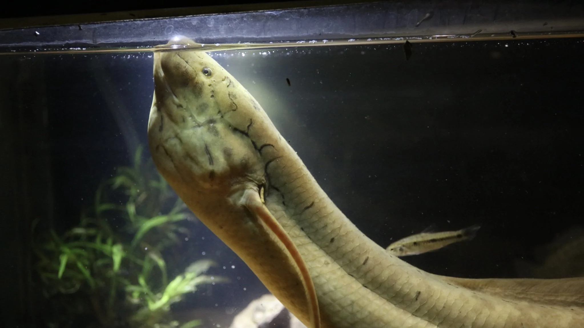 West African Lungfish
