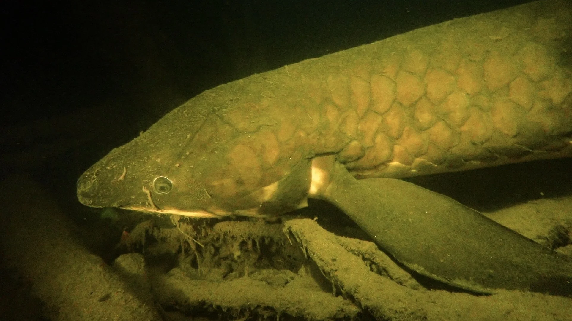 Australian Lungfish
