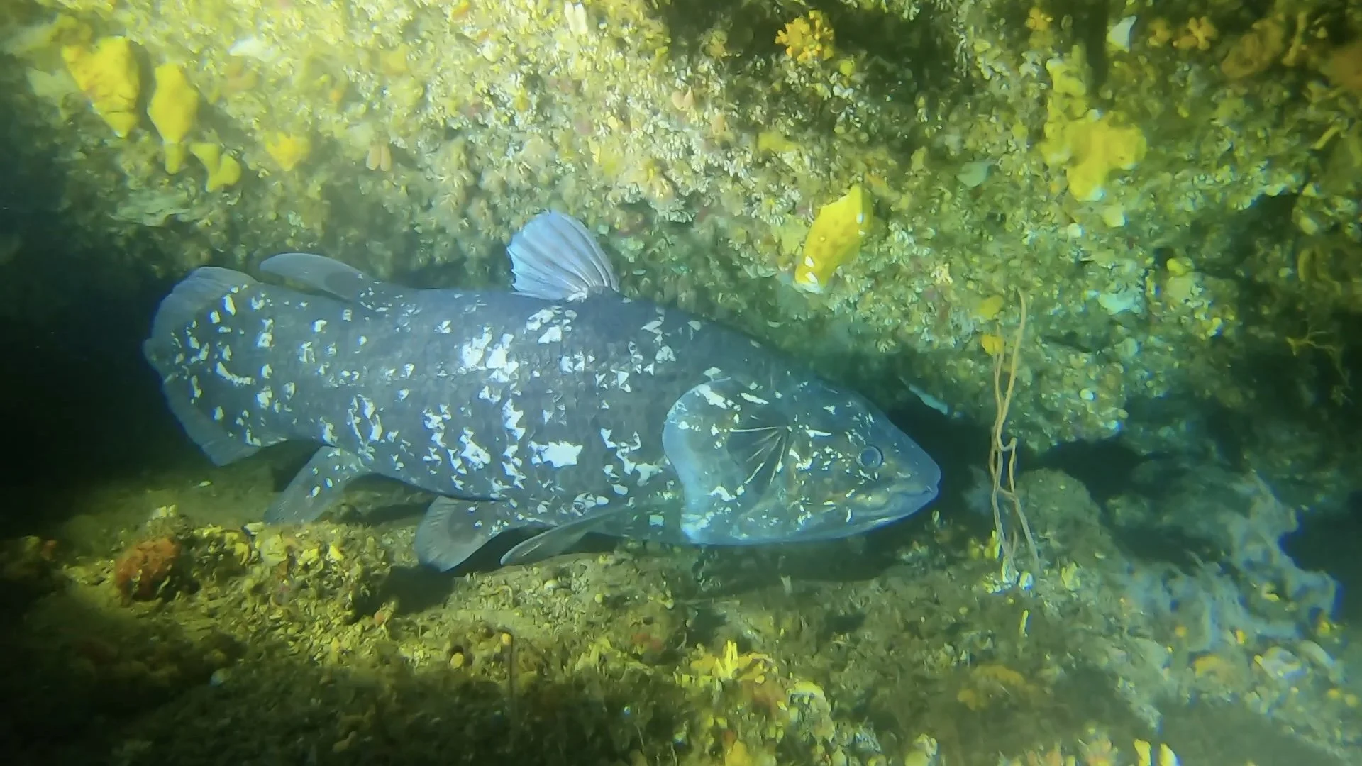 West Indian Ocean Coelacanth
