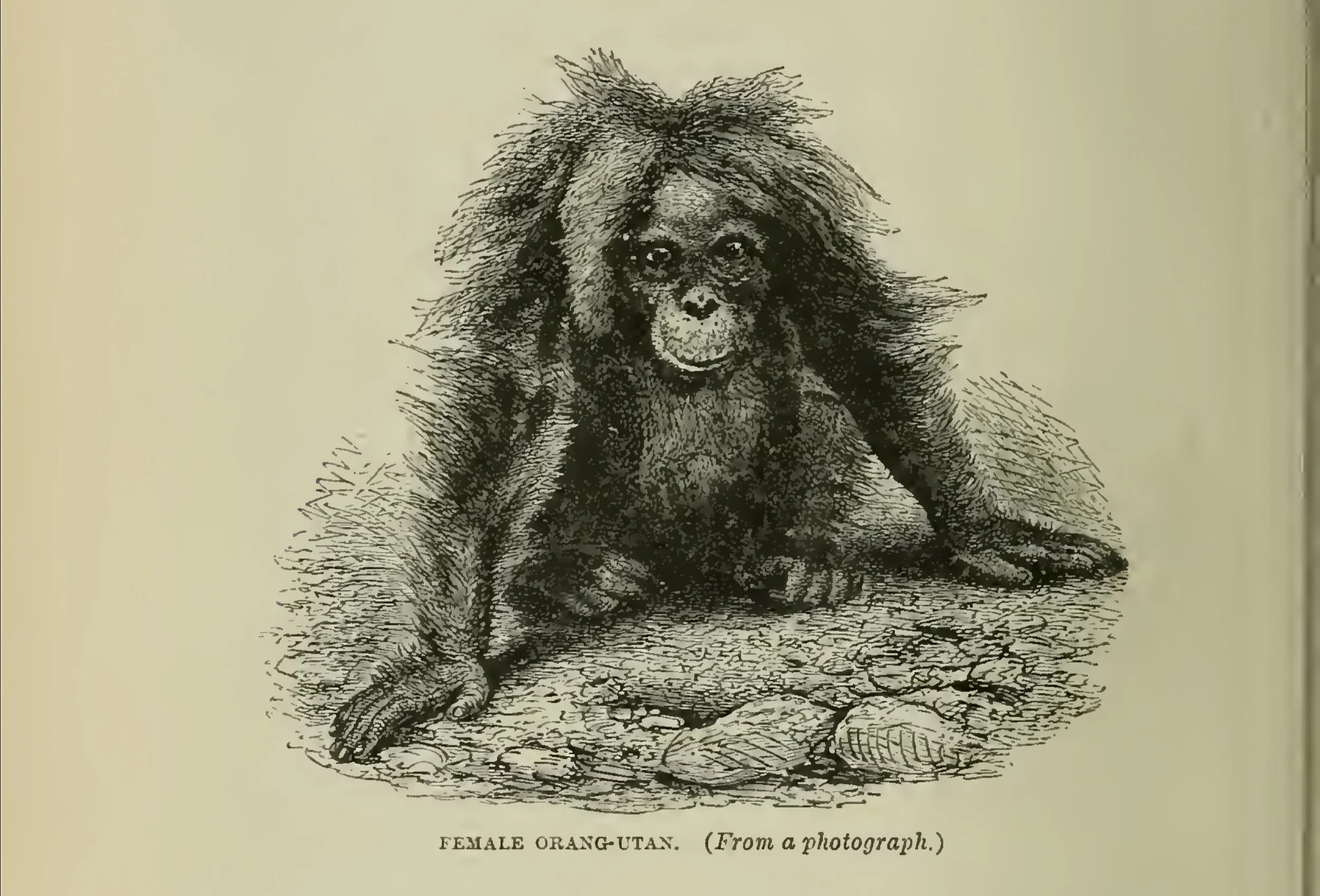 “I was now in hopes that I had made the little orphan quite happy; and so it seemed for some time, until it began to remember its lost parent…”