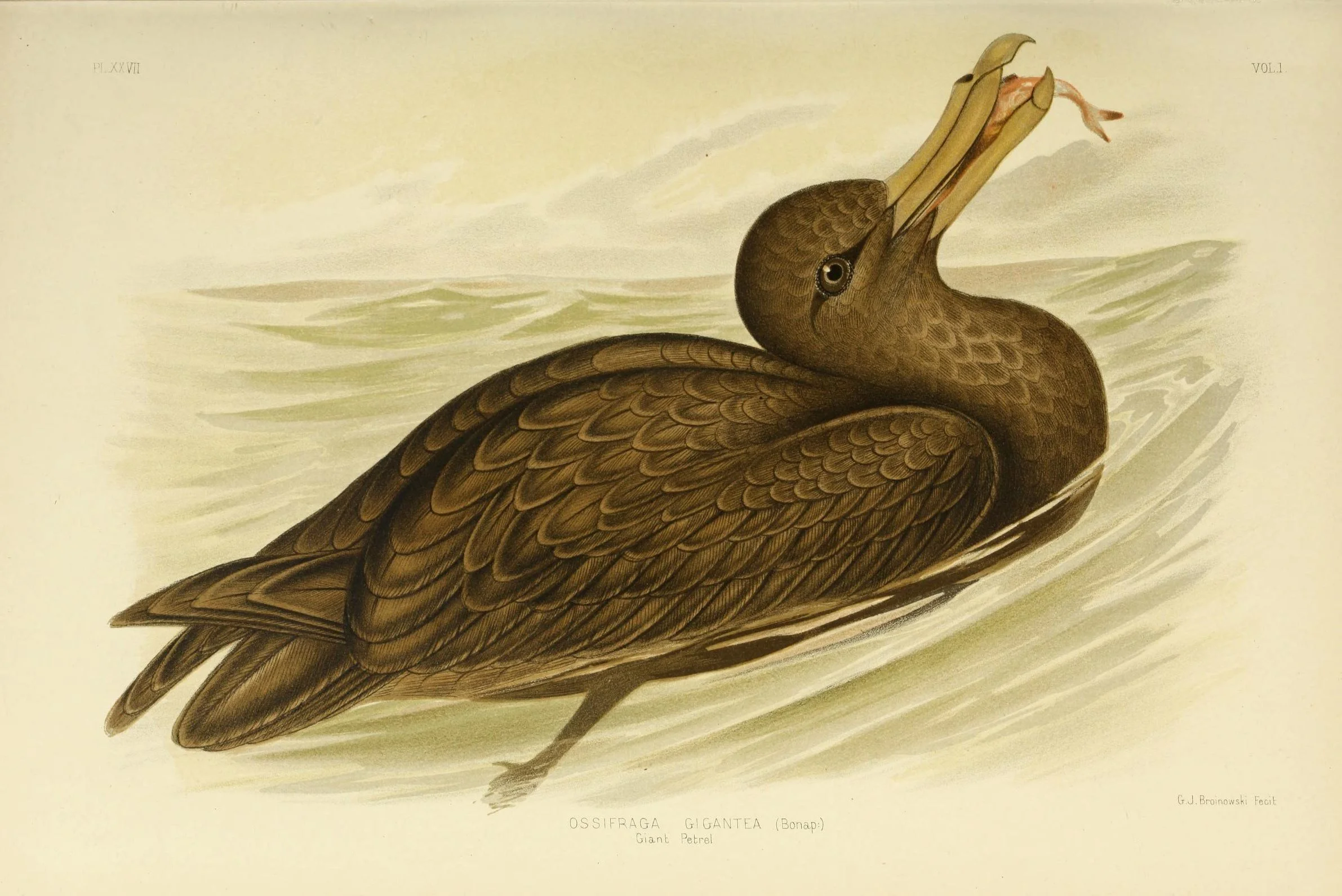 “These great  petrels were seen killing and devouring young gulls…” 