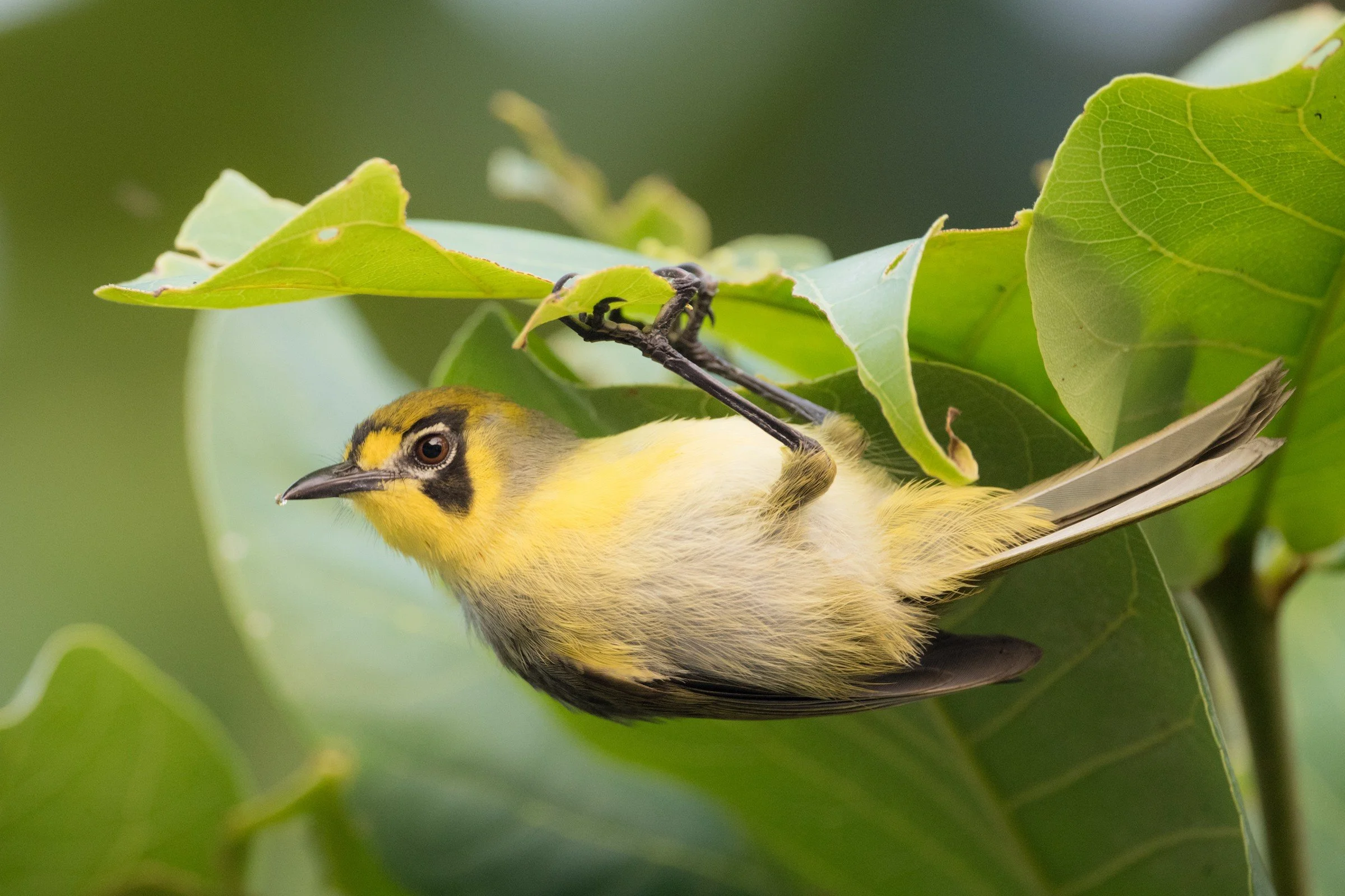 Bonin White-Eye