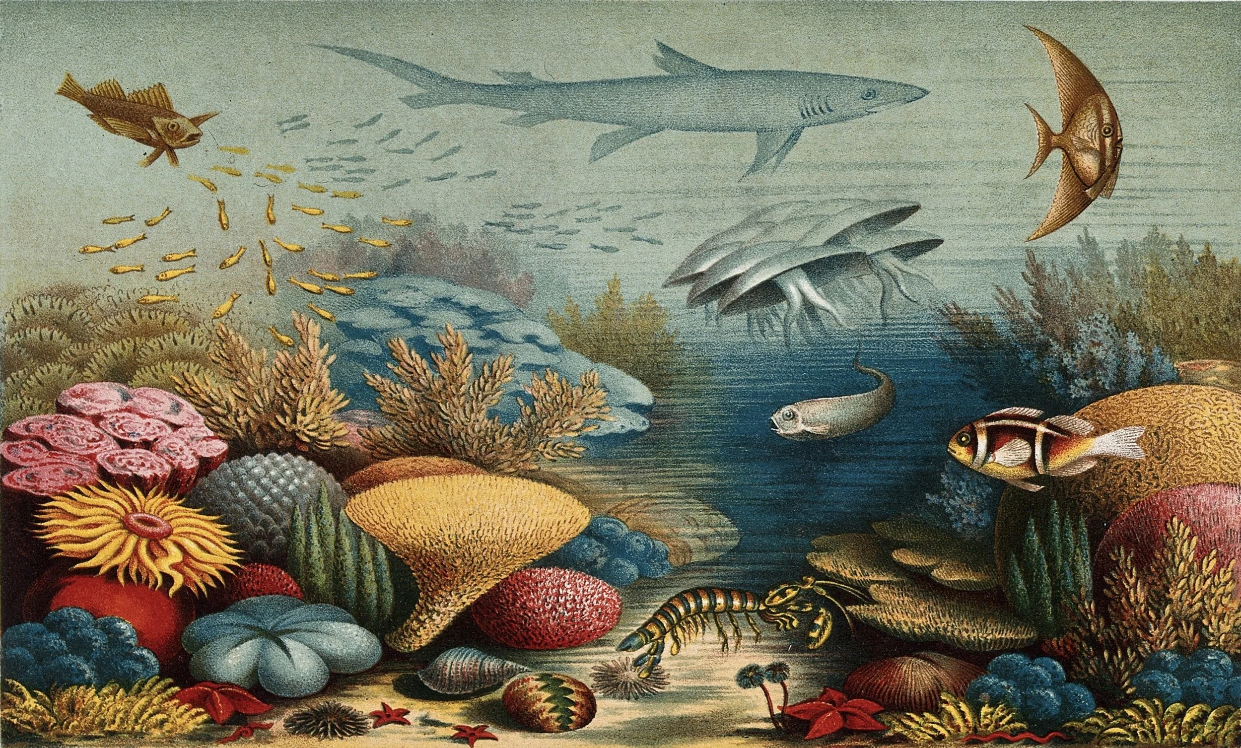 “The change from plants to animals…is gradual…”