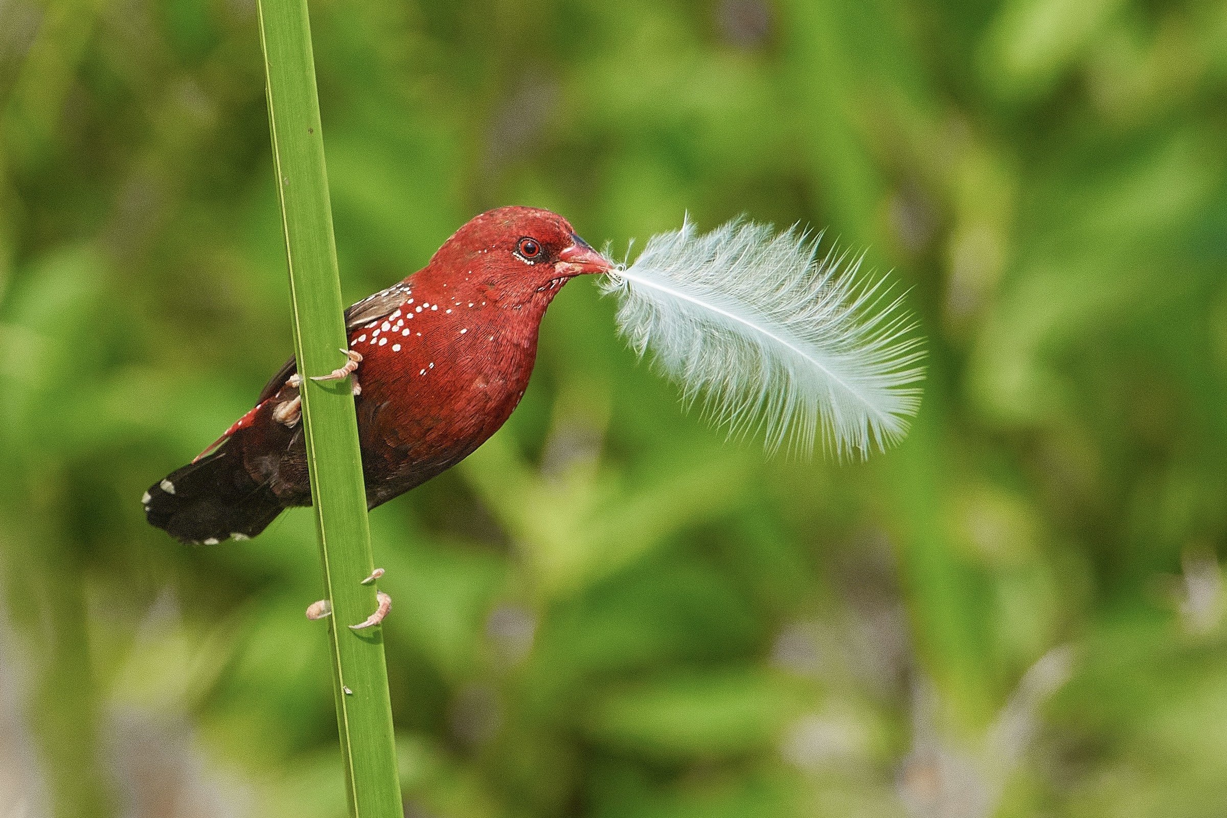 Red Avadavat
