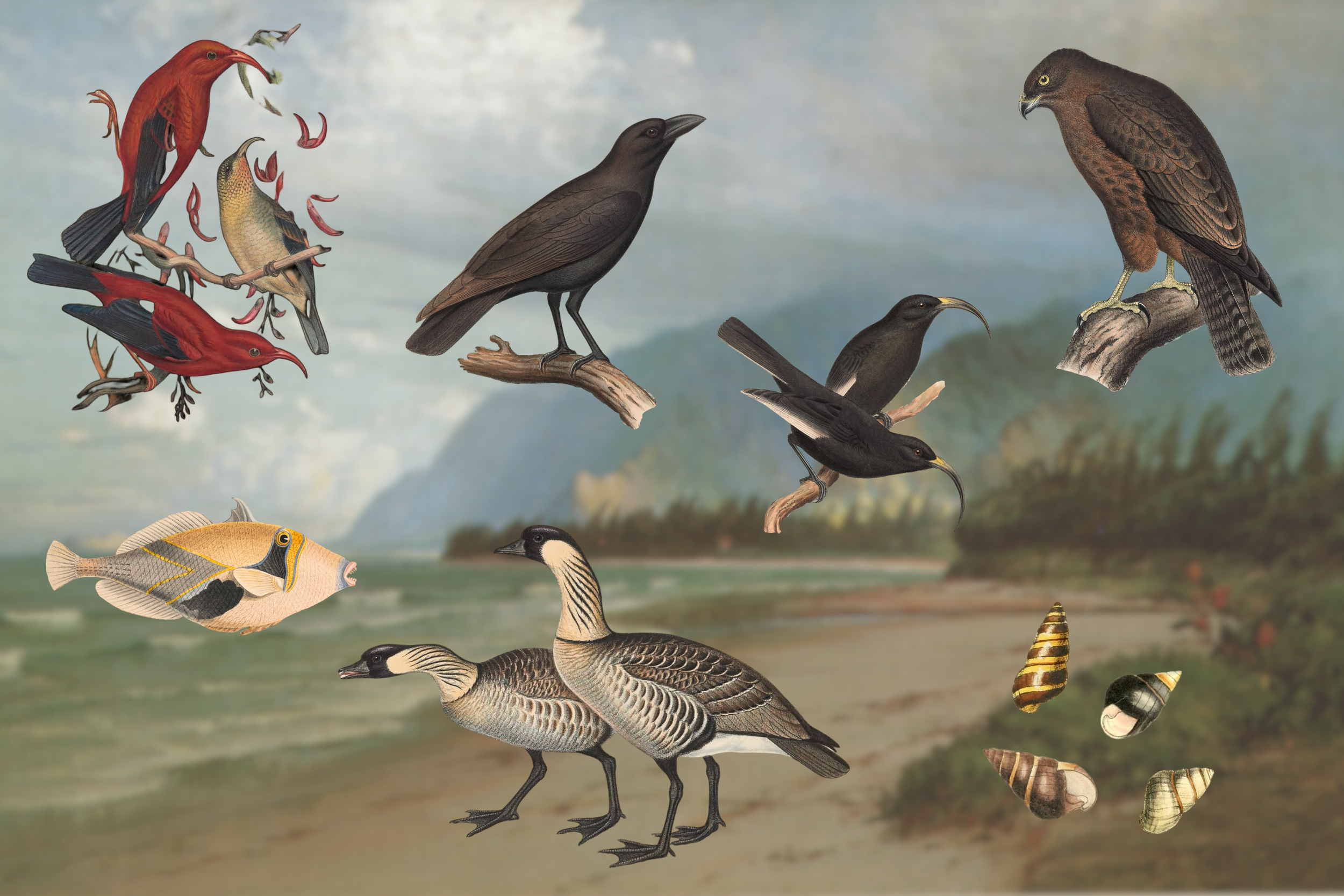 Hawaiʻi ‘i: An Ecological Tragedy