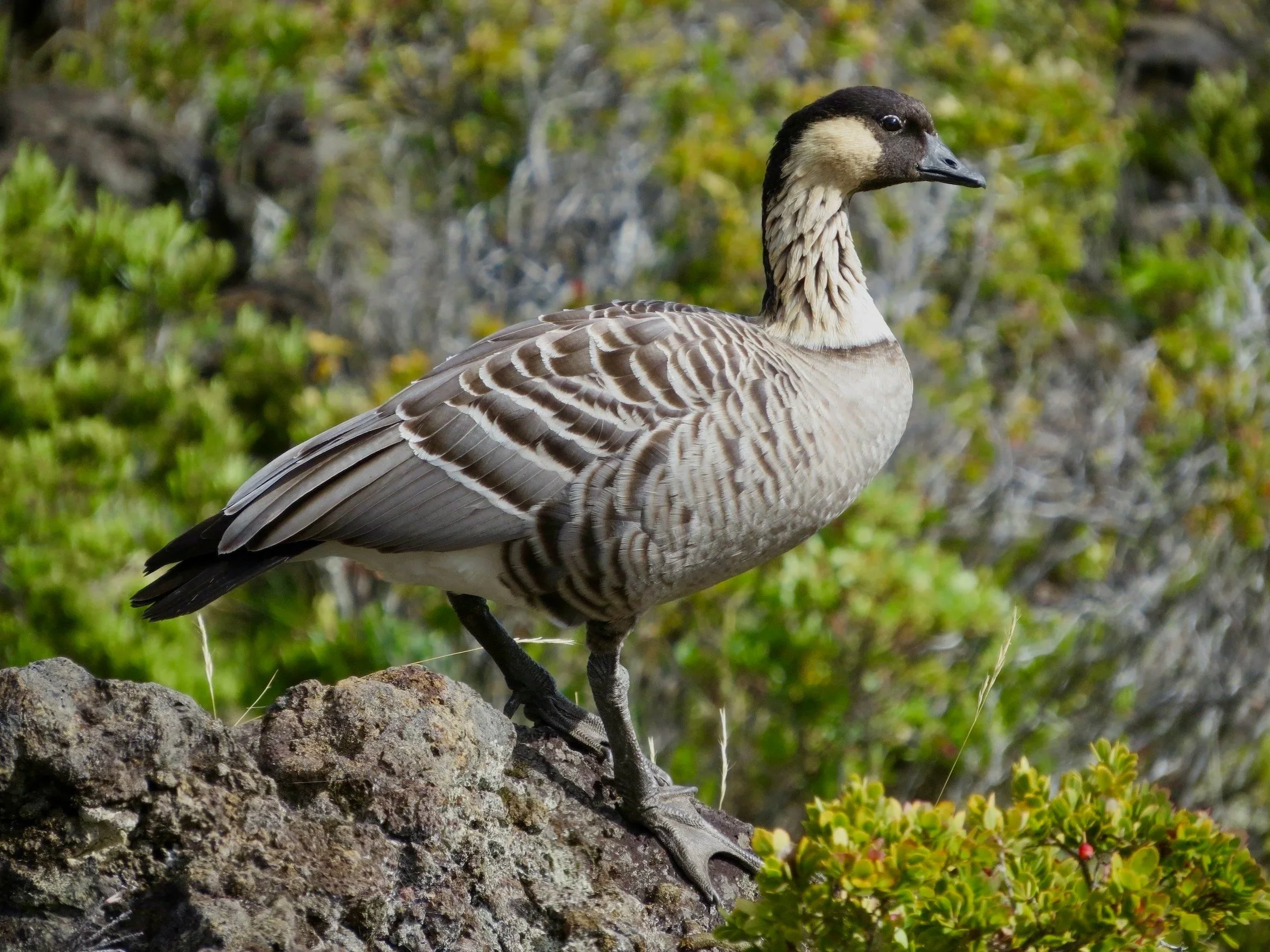   (© Corinna Honscheid / Macaulay Library)  