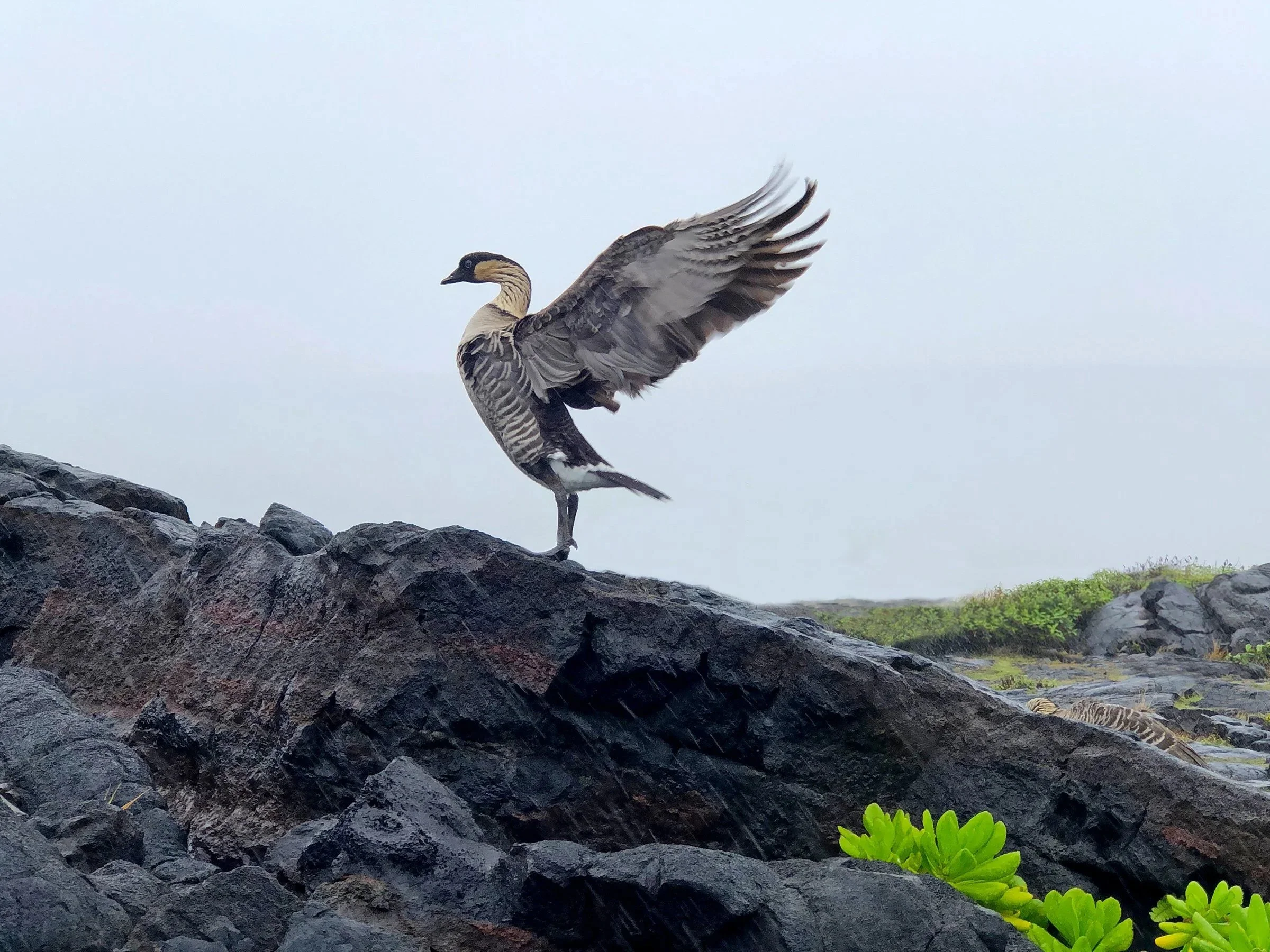  (Hawai‘i Volcanoes NPS) 