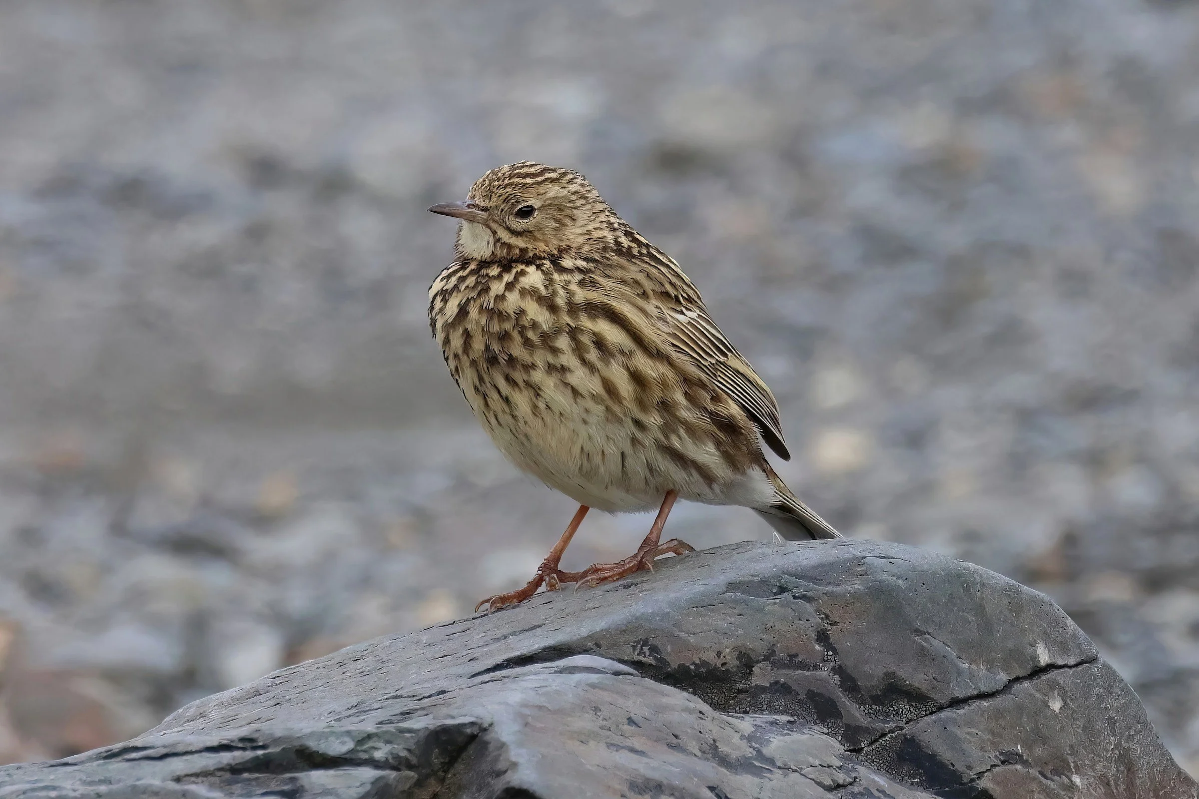 South Georgia Pipit