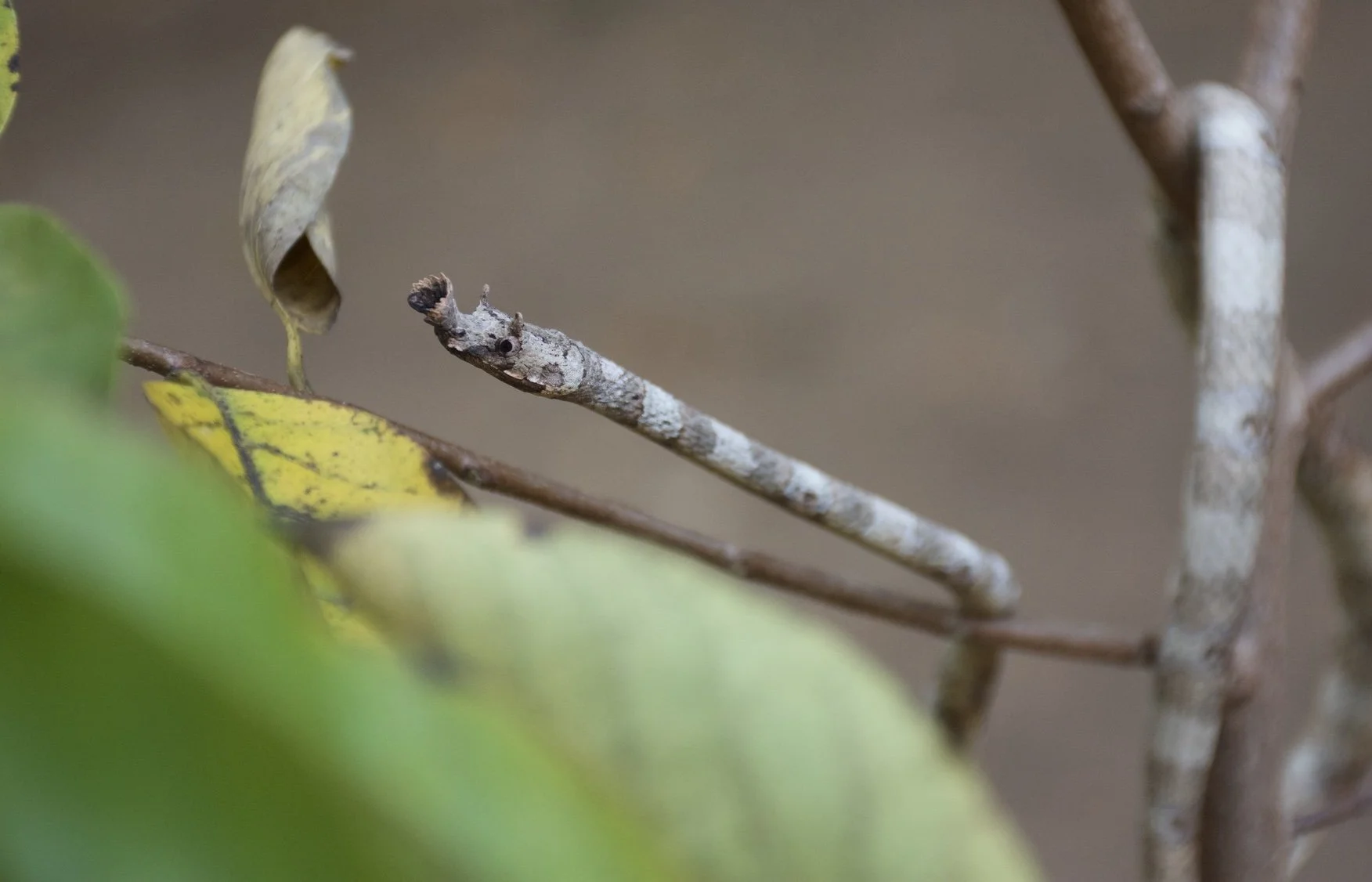 Malagasy Leaf-nosed Snakes