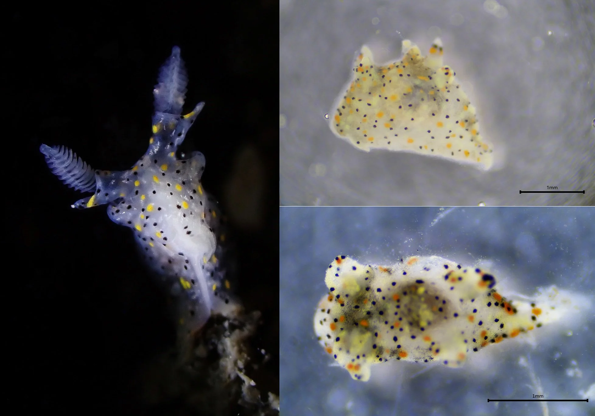 The “Sesame Seed” Sea Slug