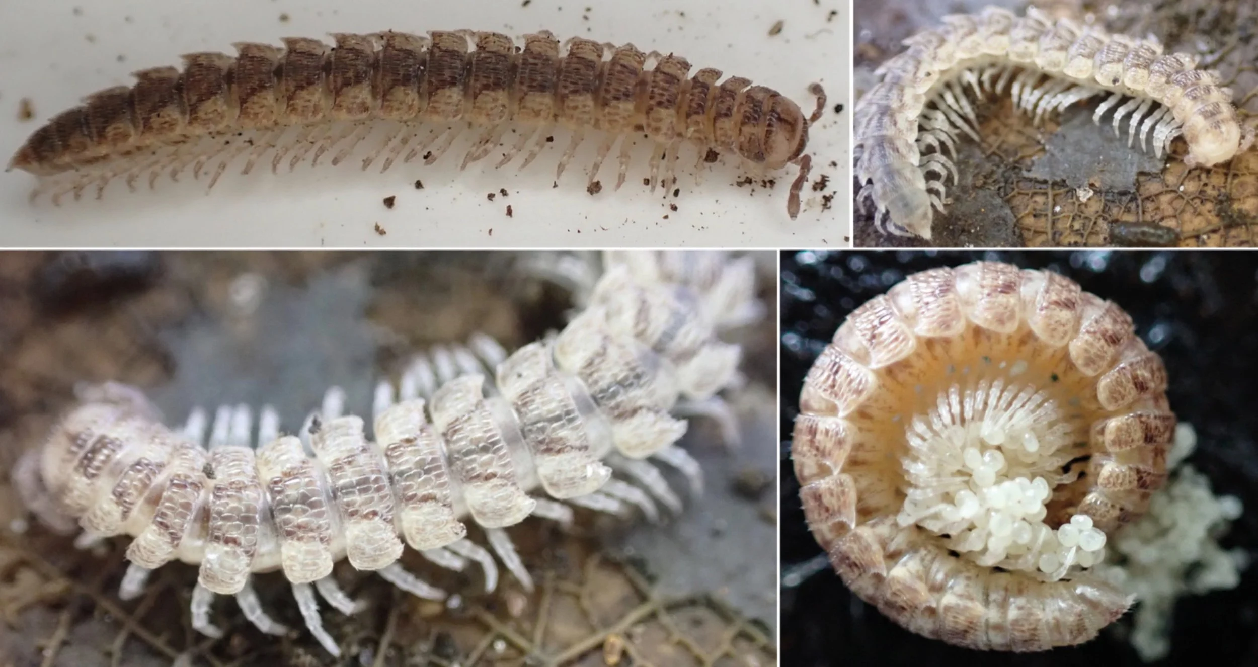 Description Before Extinction — A New Malagasy Millipede