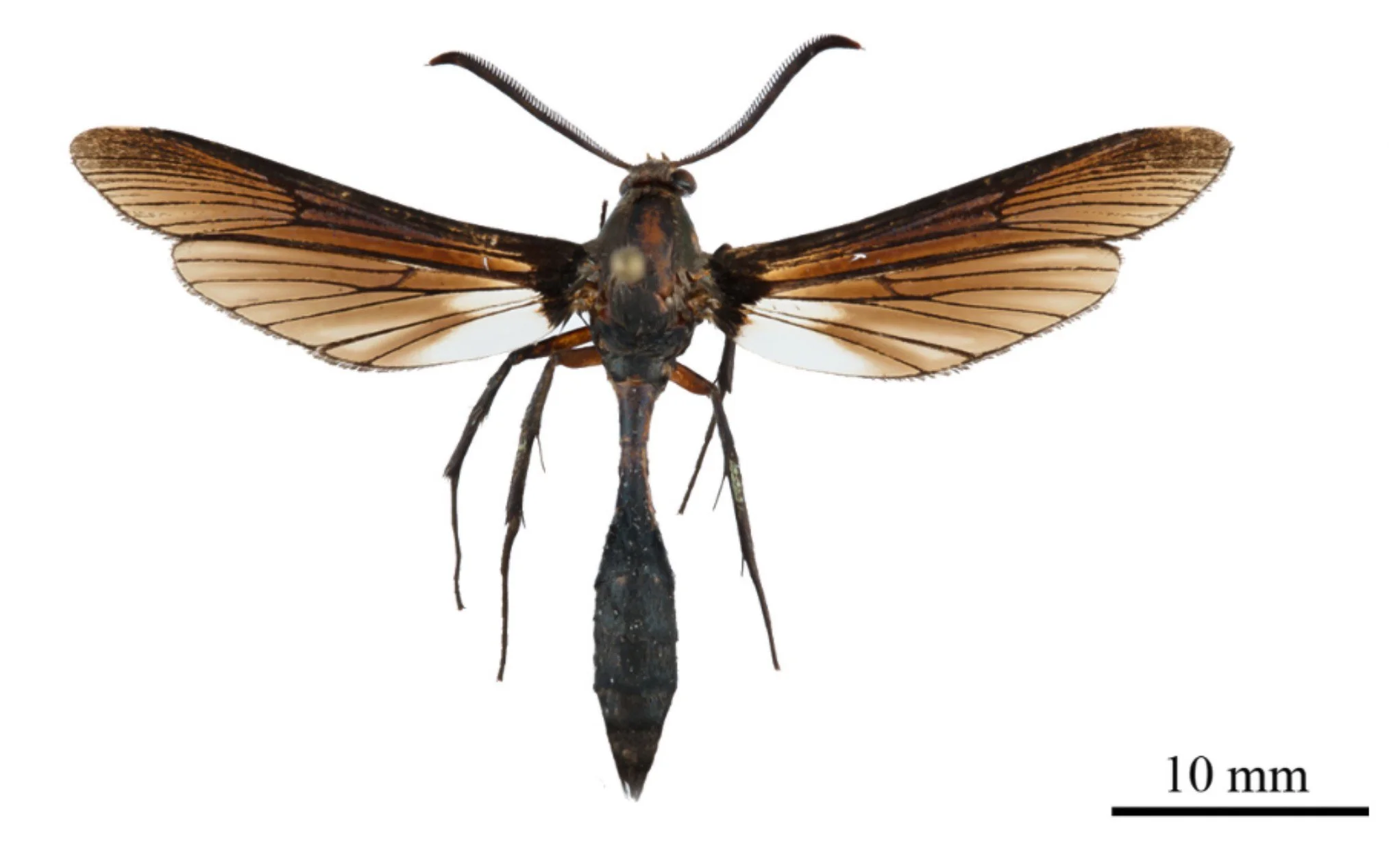 An Exceptionally Perfect Wasp-Mimic