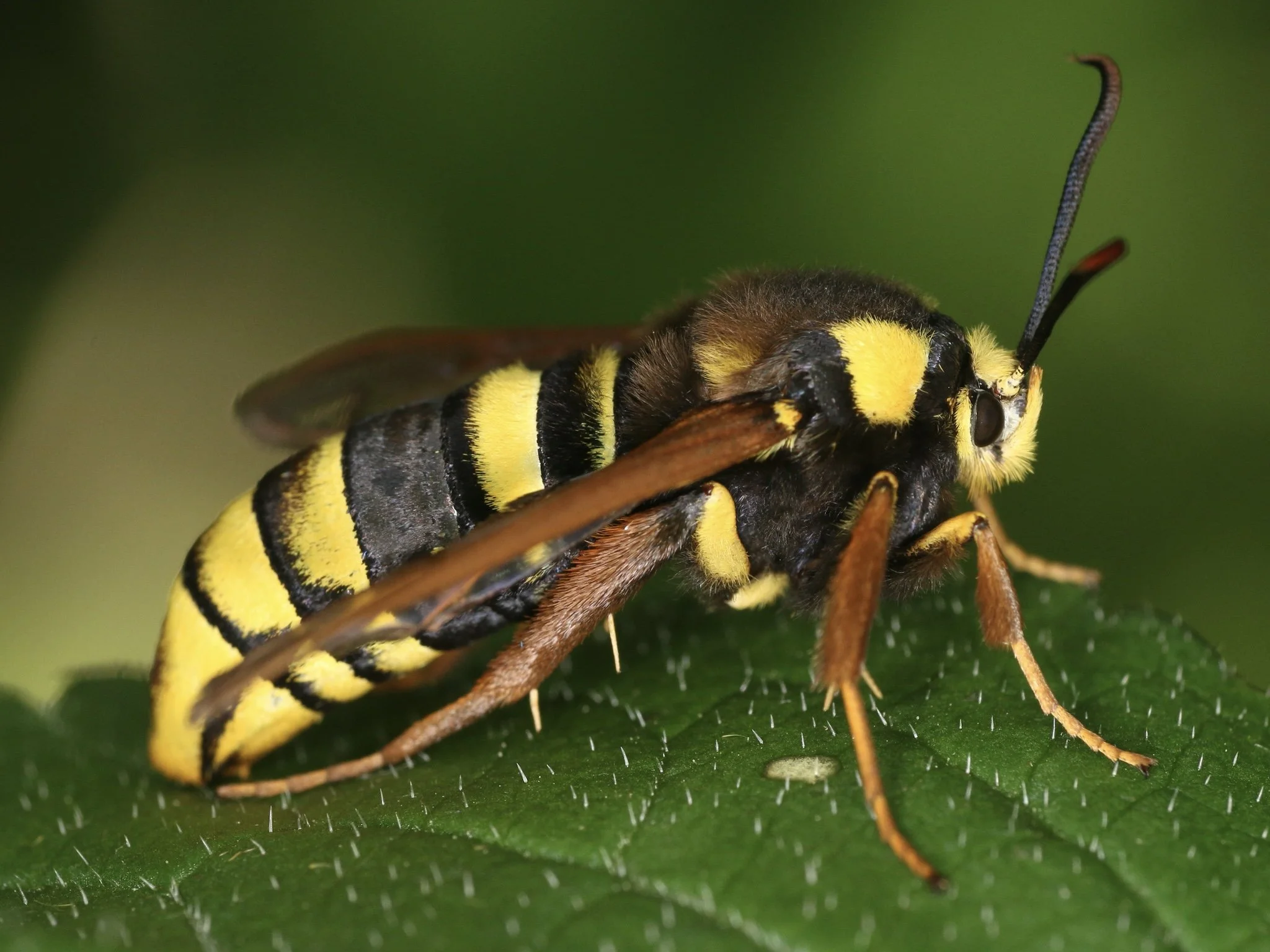 Sesia apiformis