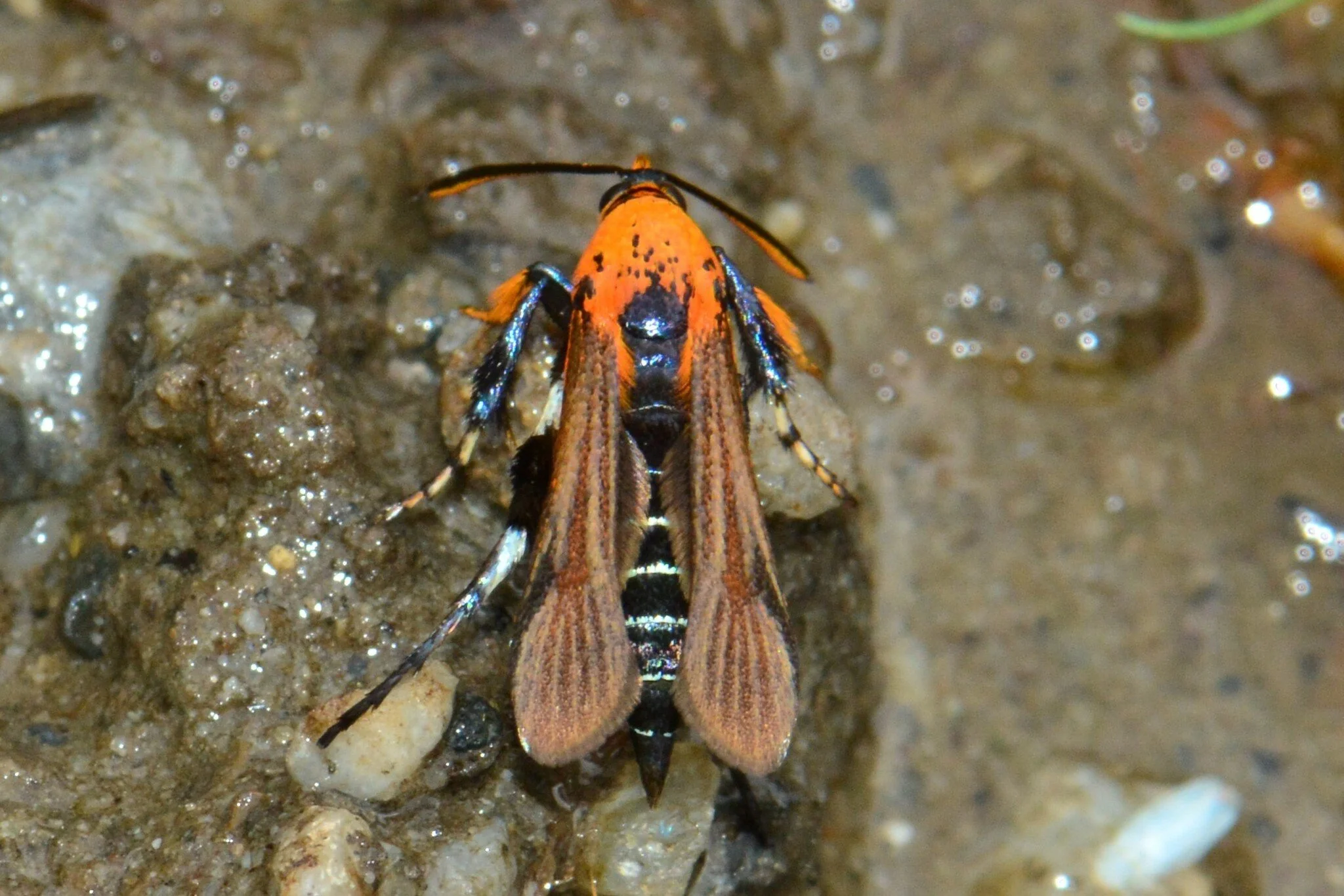 Aurantiosphecia piotrii