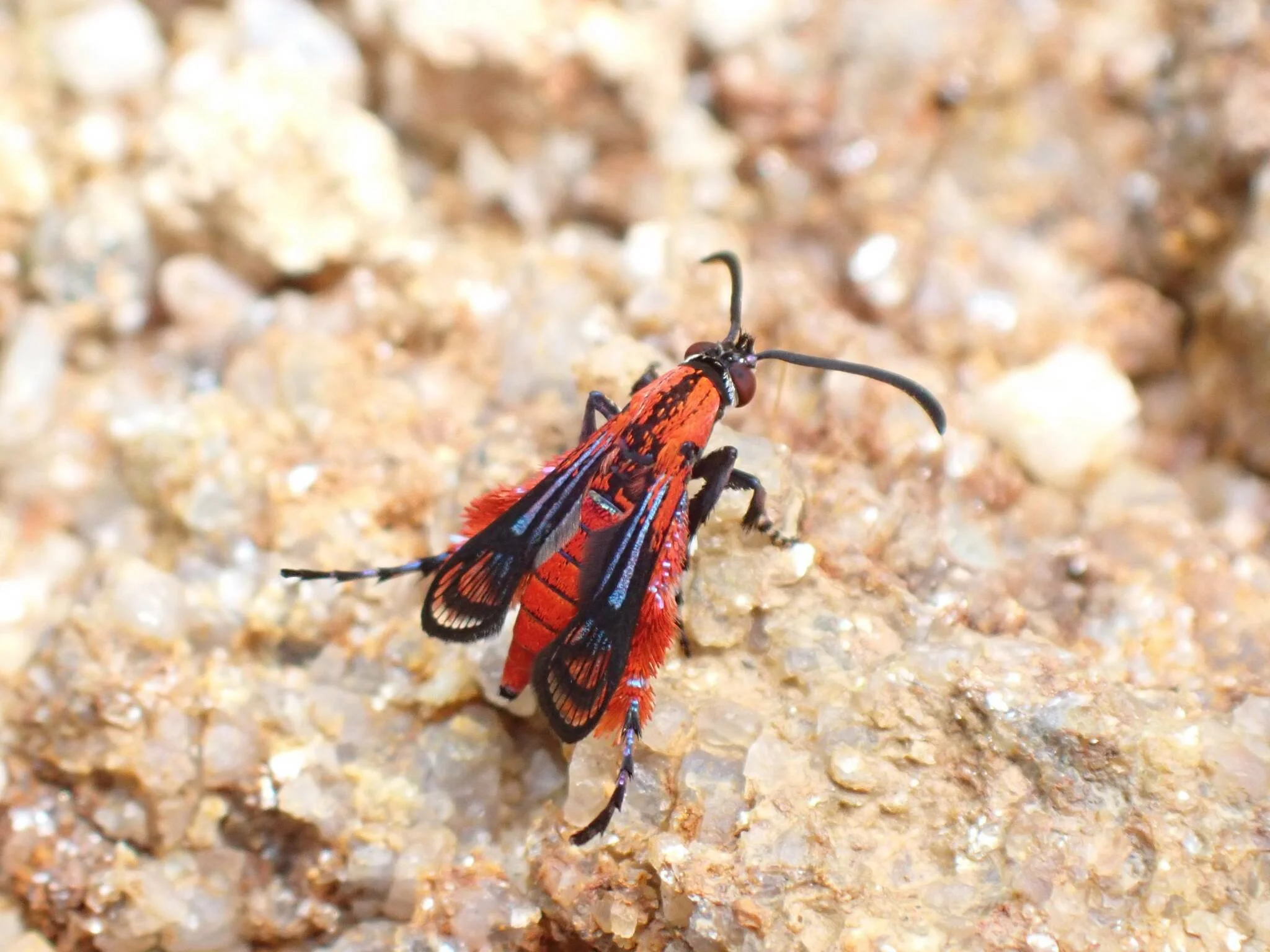 Scarlata nirvana