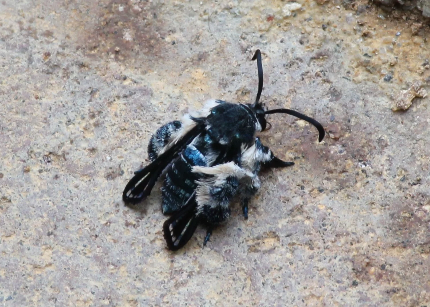 Heterosphecia tawonoides