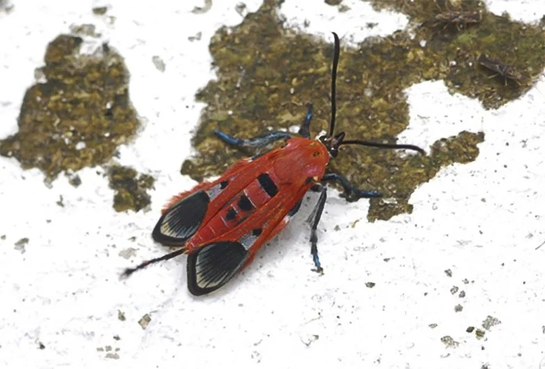 Akaisphecia melanopuncta