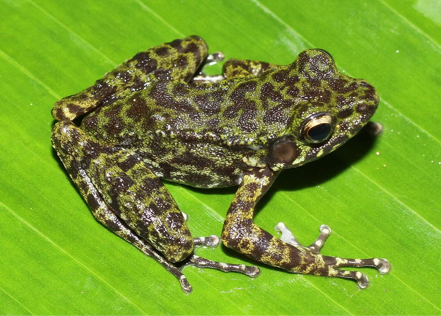The Nagao Odorous Frog