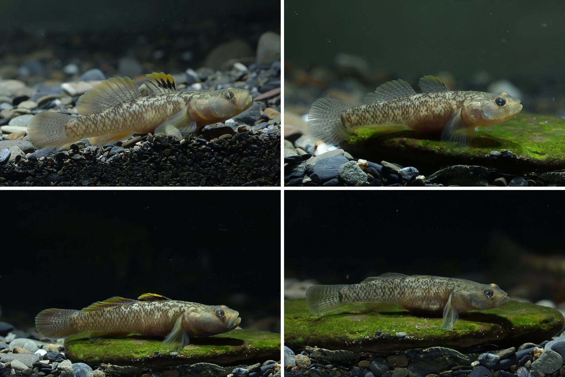 A Popular Aquarium Goby Turns Out to be Two Species