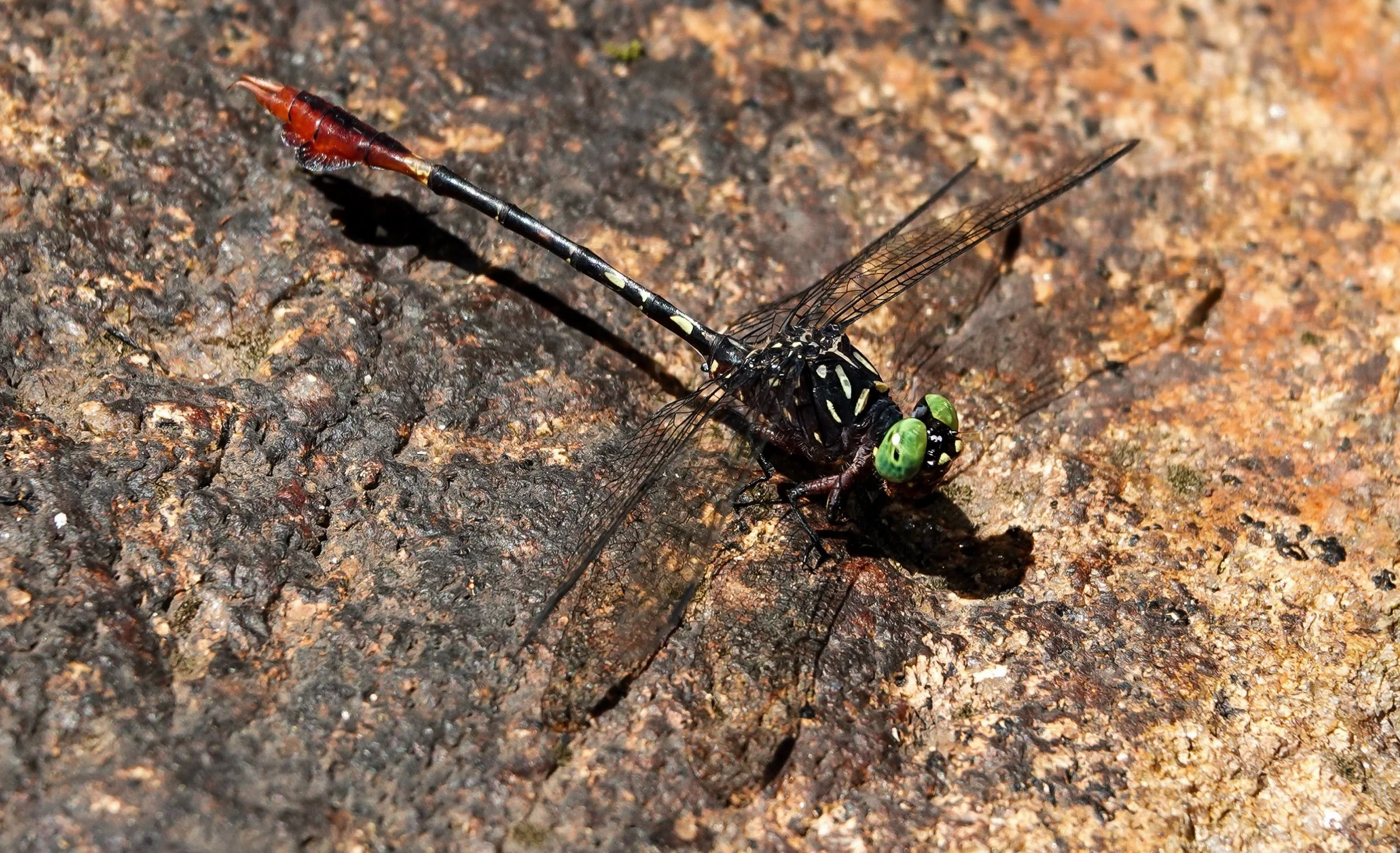 Madagascar to Sweden to France: A New Species of Hooktail Dragonfly