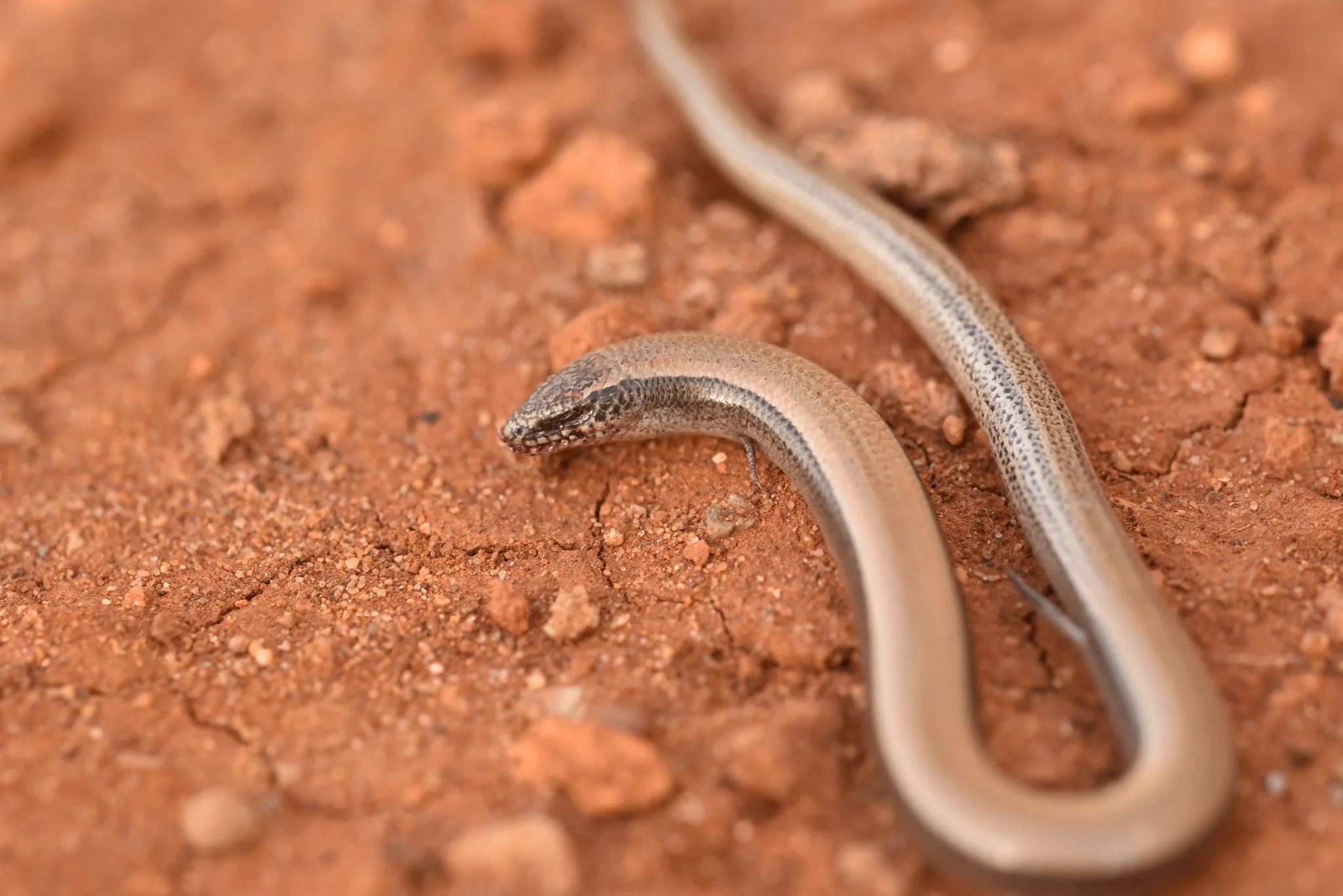 Two-fingered Skink