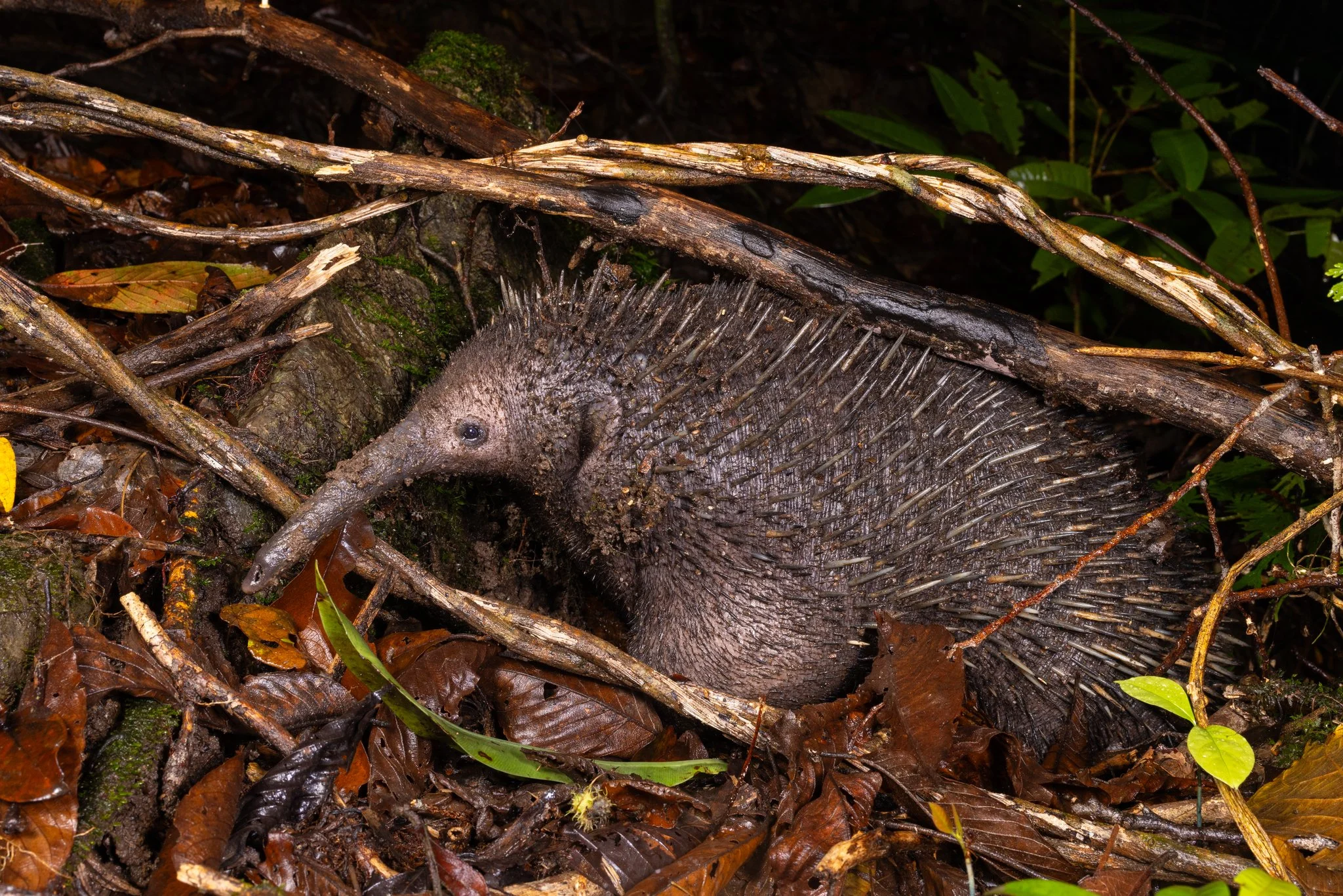 Western Long-beaked Echidna