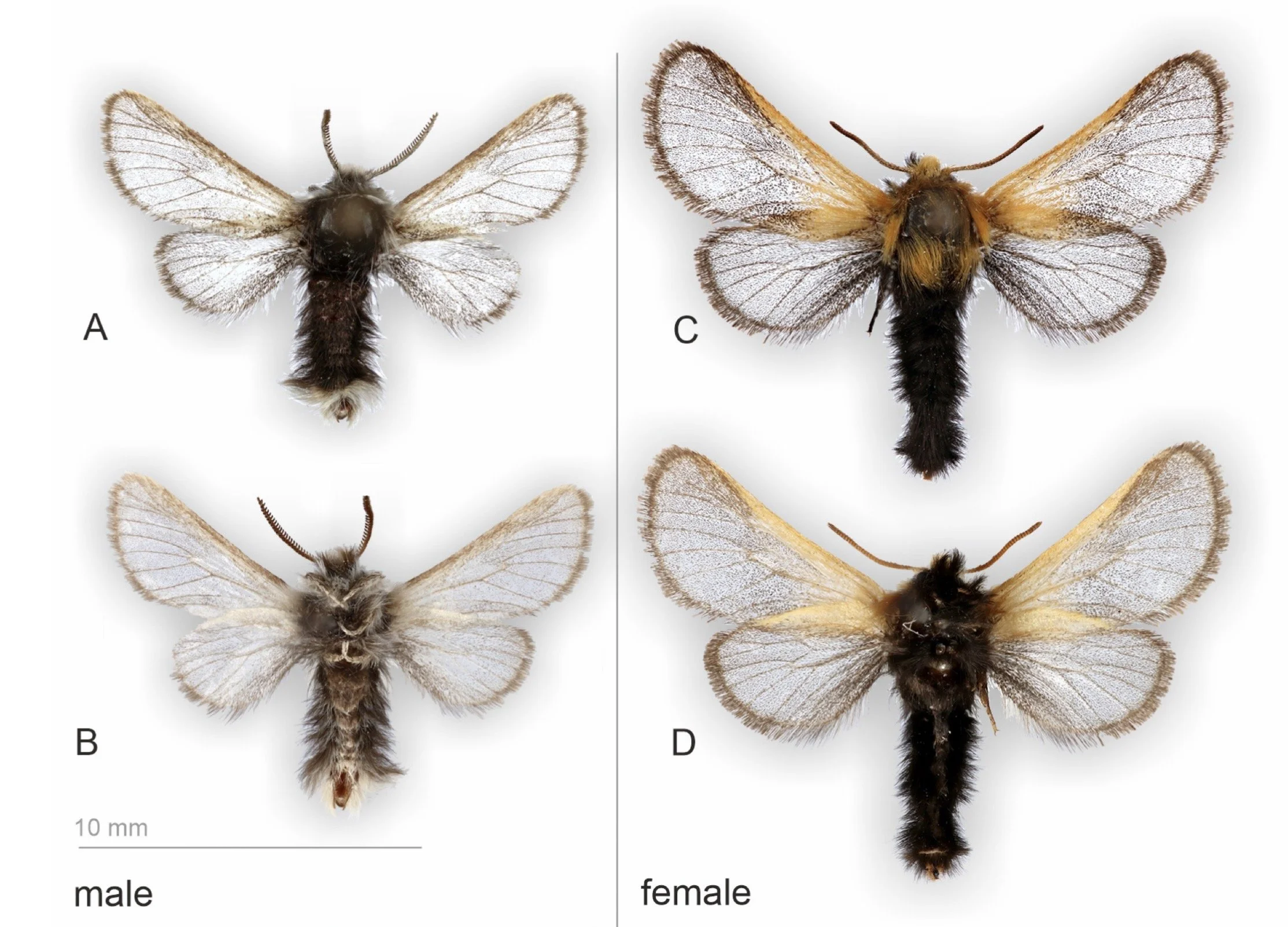 A Golden, Day-loving Moth Named After a Greek Goddess of Night