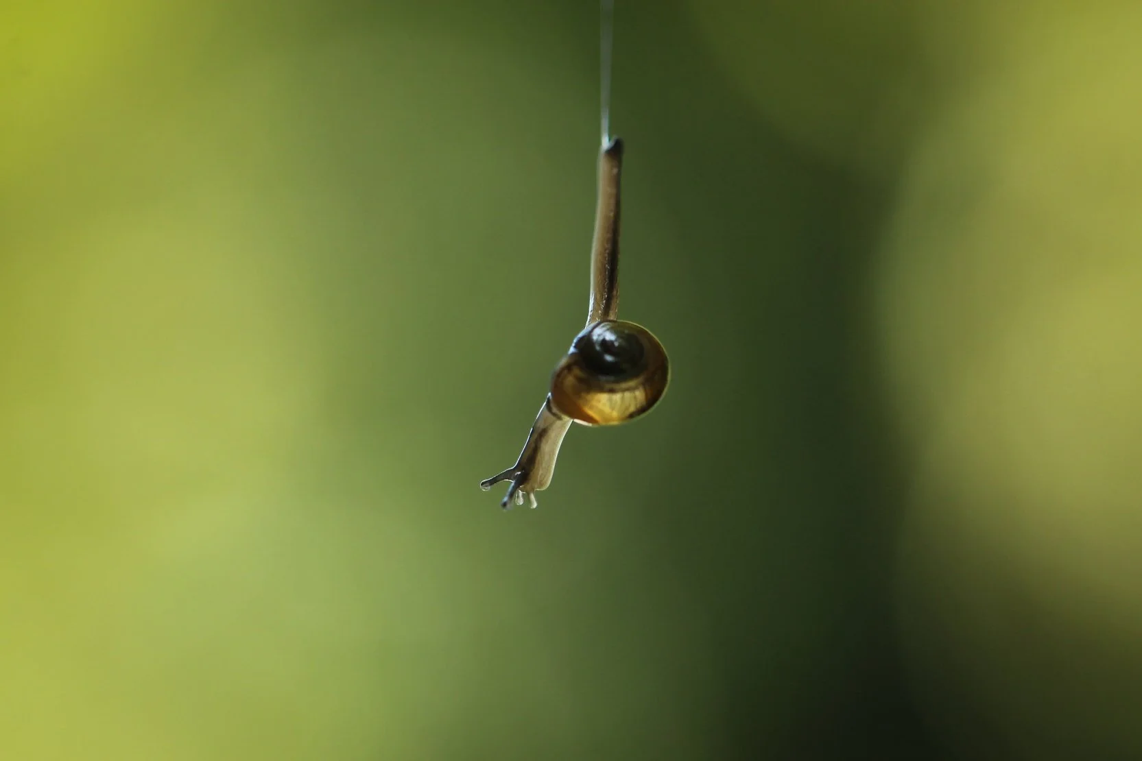 The Jumping Snail