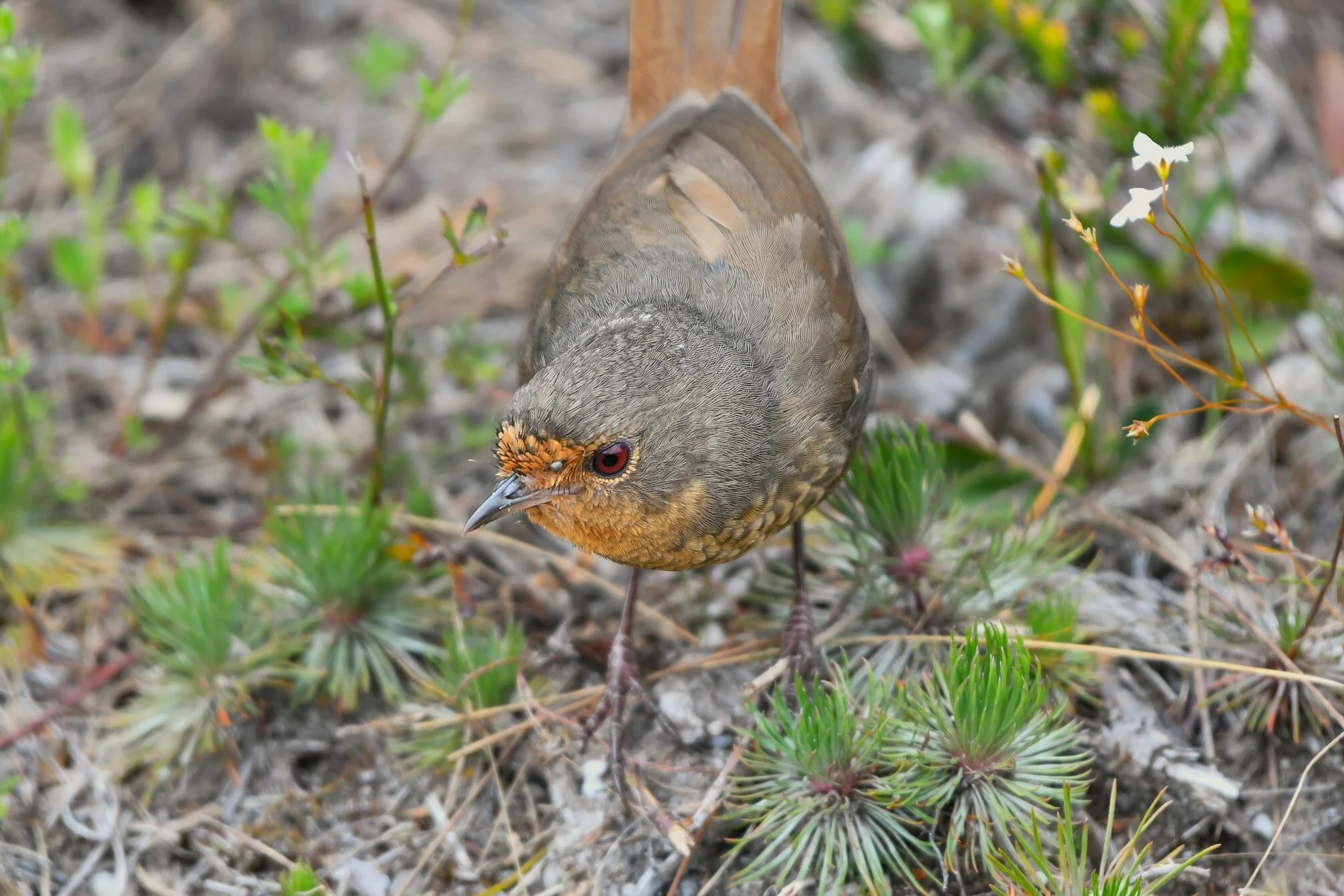 The Pilotbird