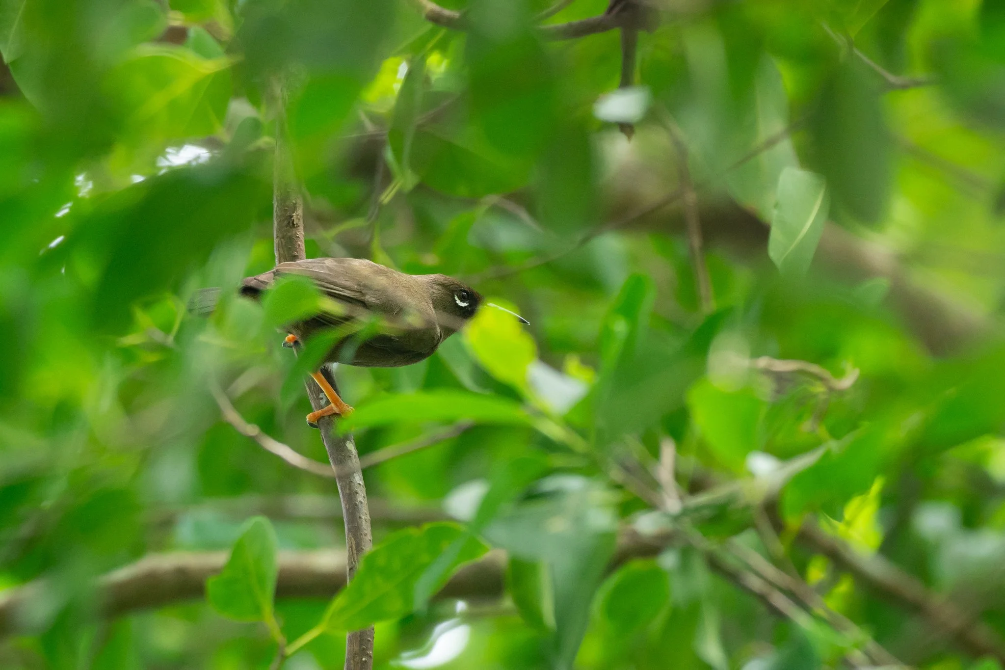 The Teardrop White-eye