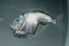 Marine Hatchetfish — Curious Species