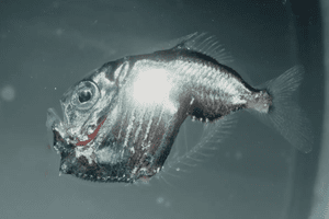 Marine Hatchetfish — Curious Species