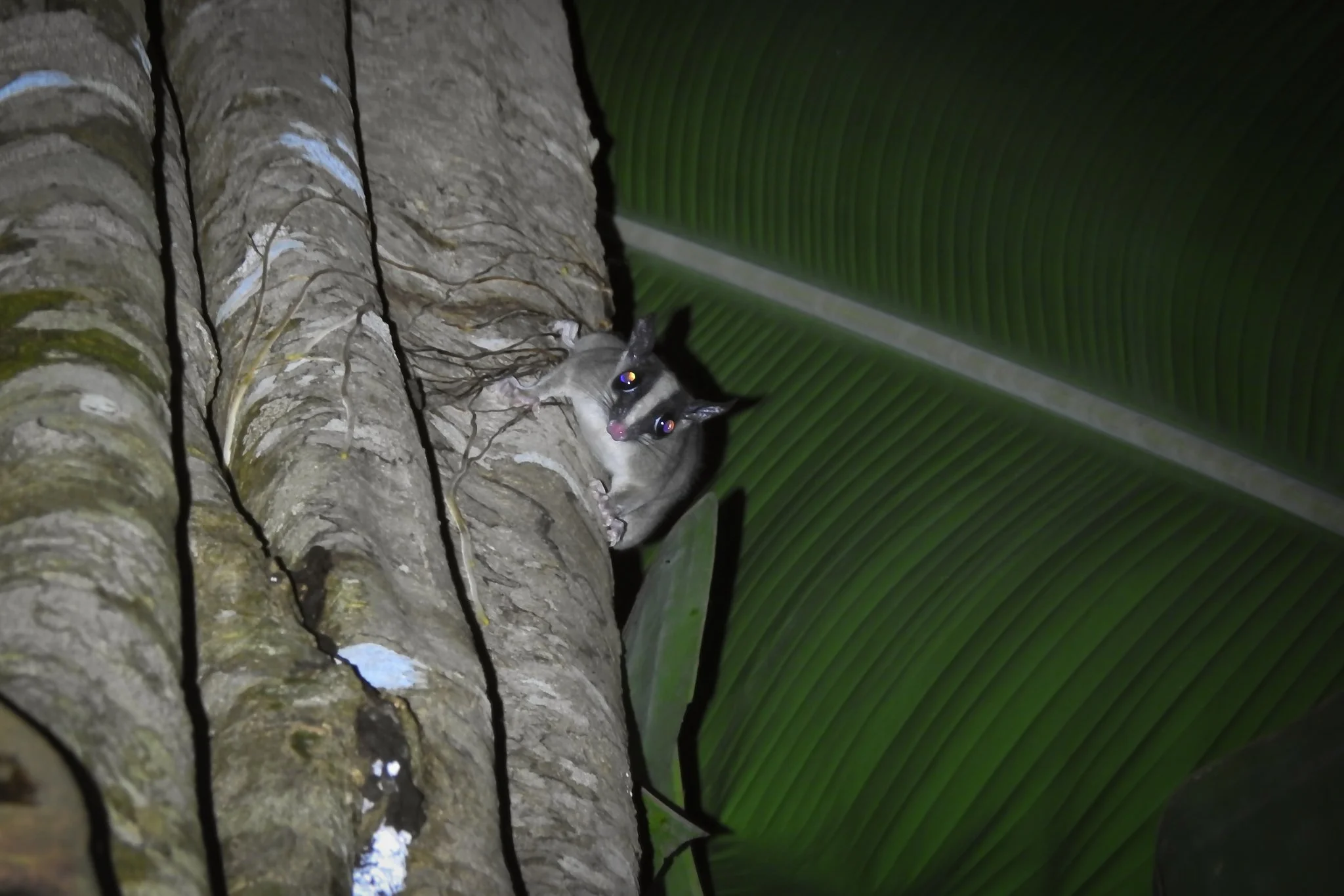 The “Rarest” Mammal in South America