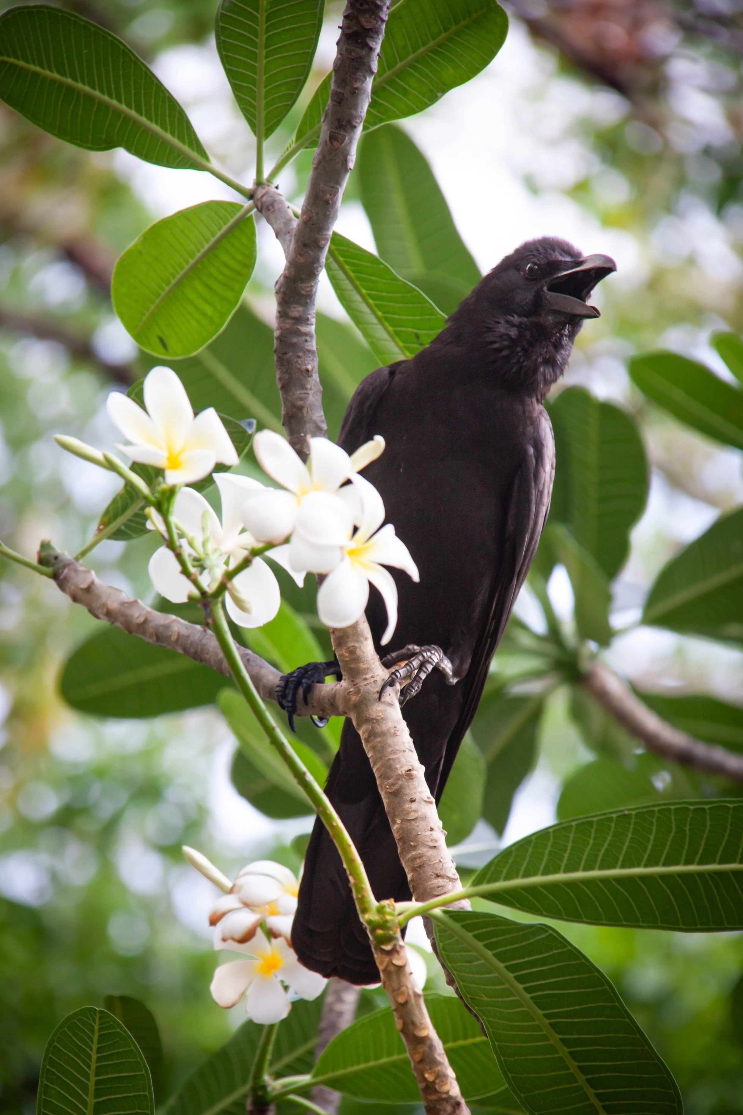 A Large-billed Crow (Corvus macrorhynchos) in Bangkok, Thailand.