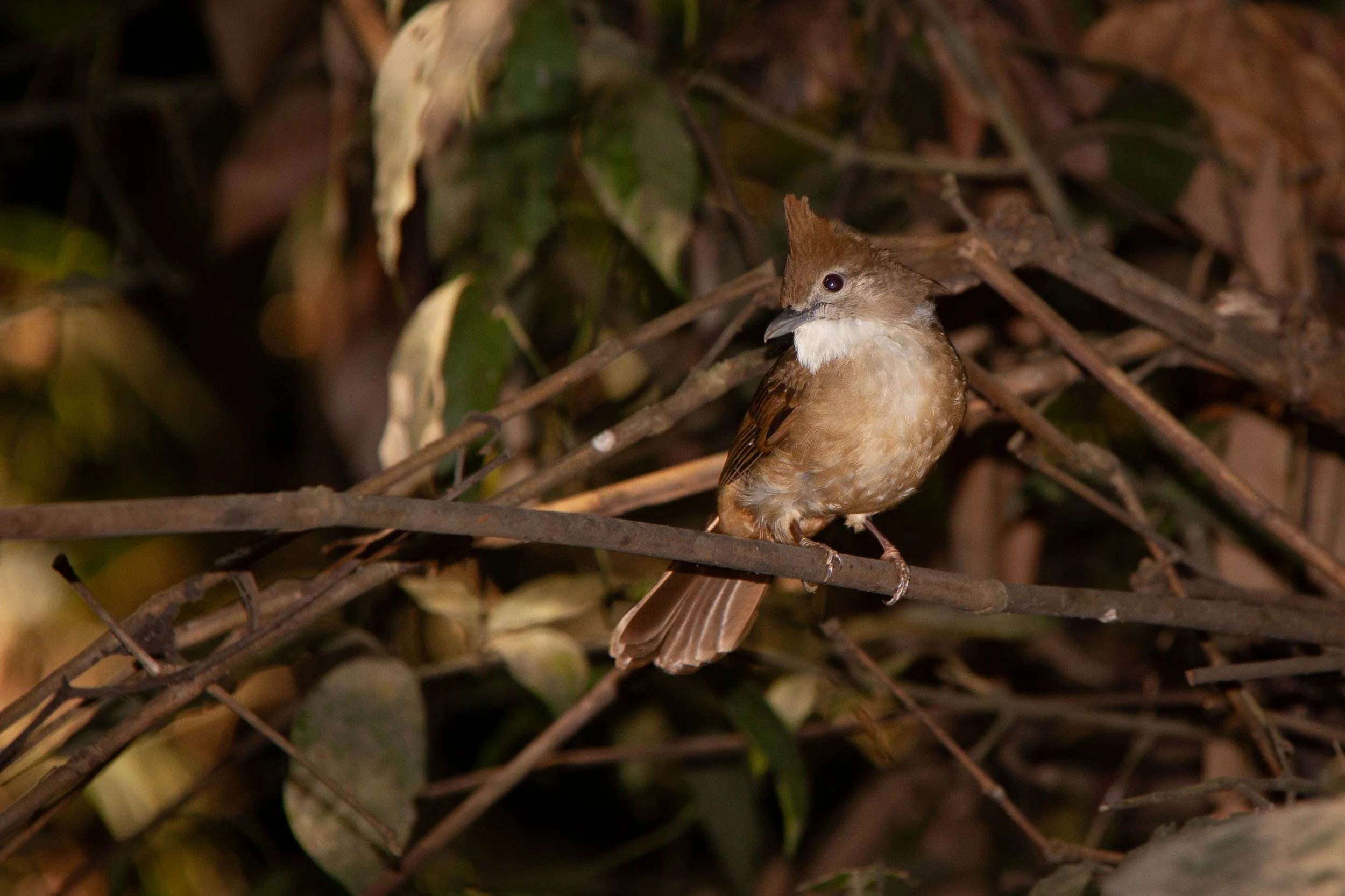 An Ochraceous Bulbul (Alophoixus ochraceus) in Kaeng Krachan National Park, Thailand.