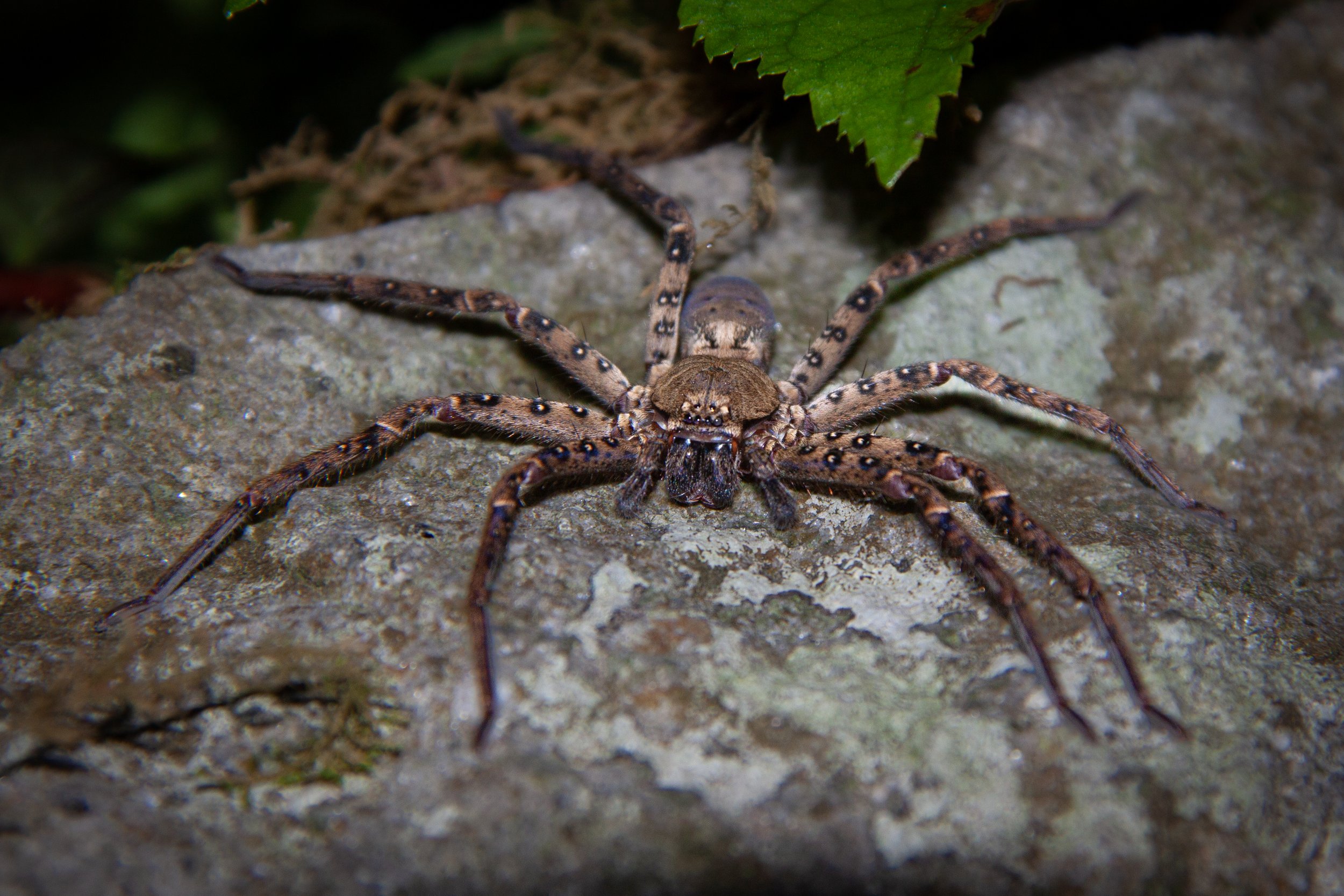 A huntsman spider (Sinopoda sp.) on Mt. Daisen, Tottori.