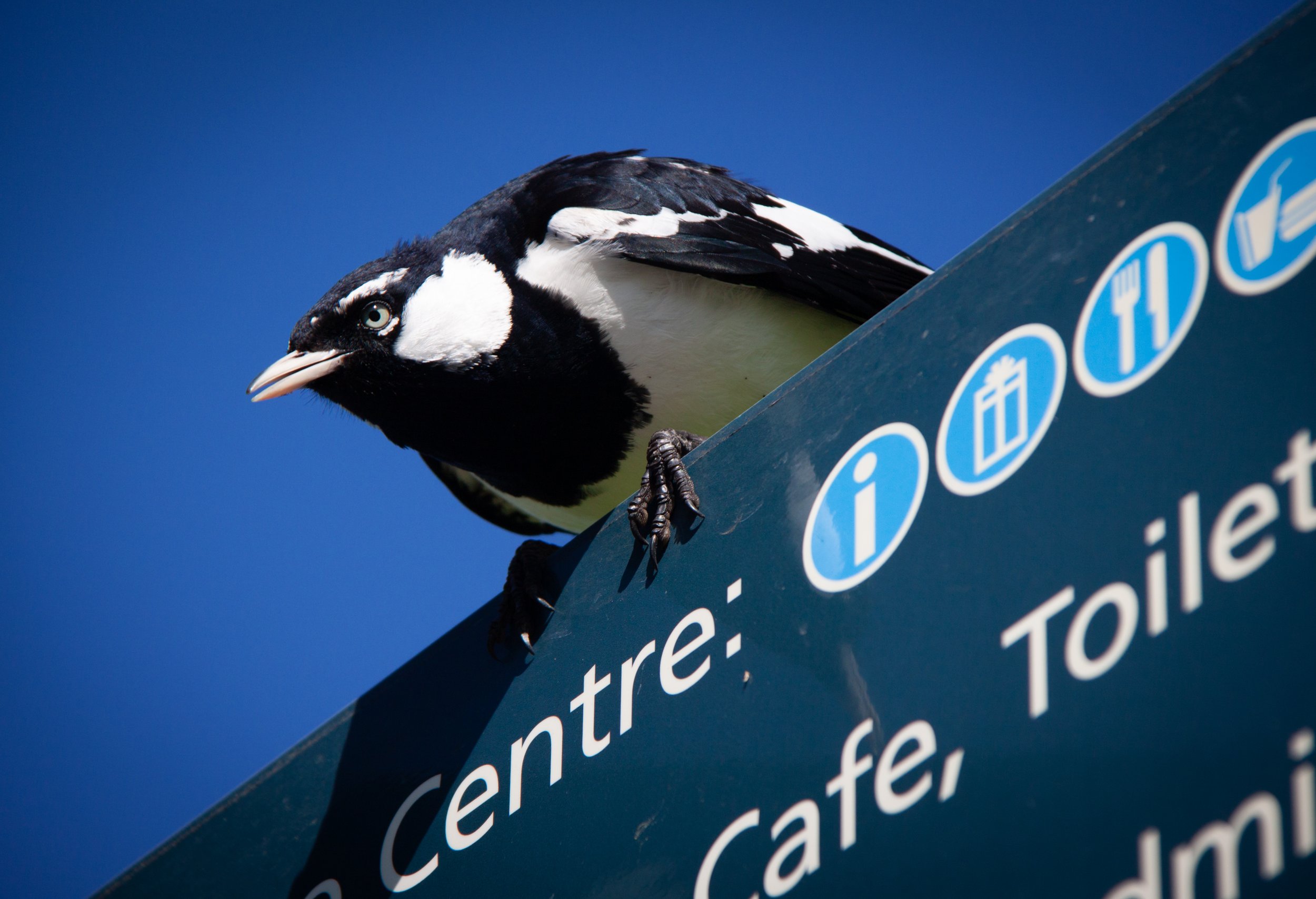 A Magpie-lark (Grallina cyanoleuca) — a bird prone to attacking its own reflection in car mirrors and windows.