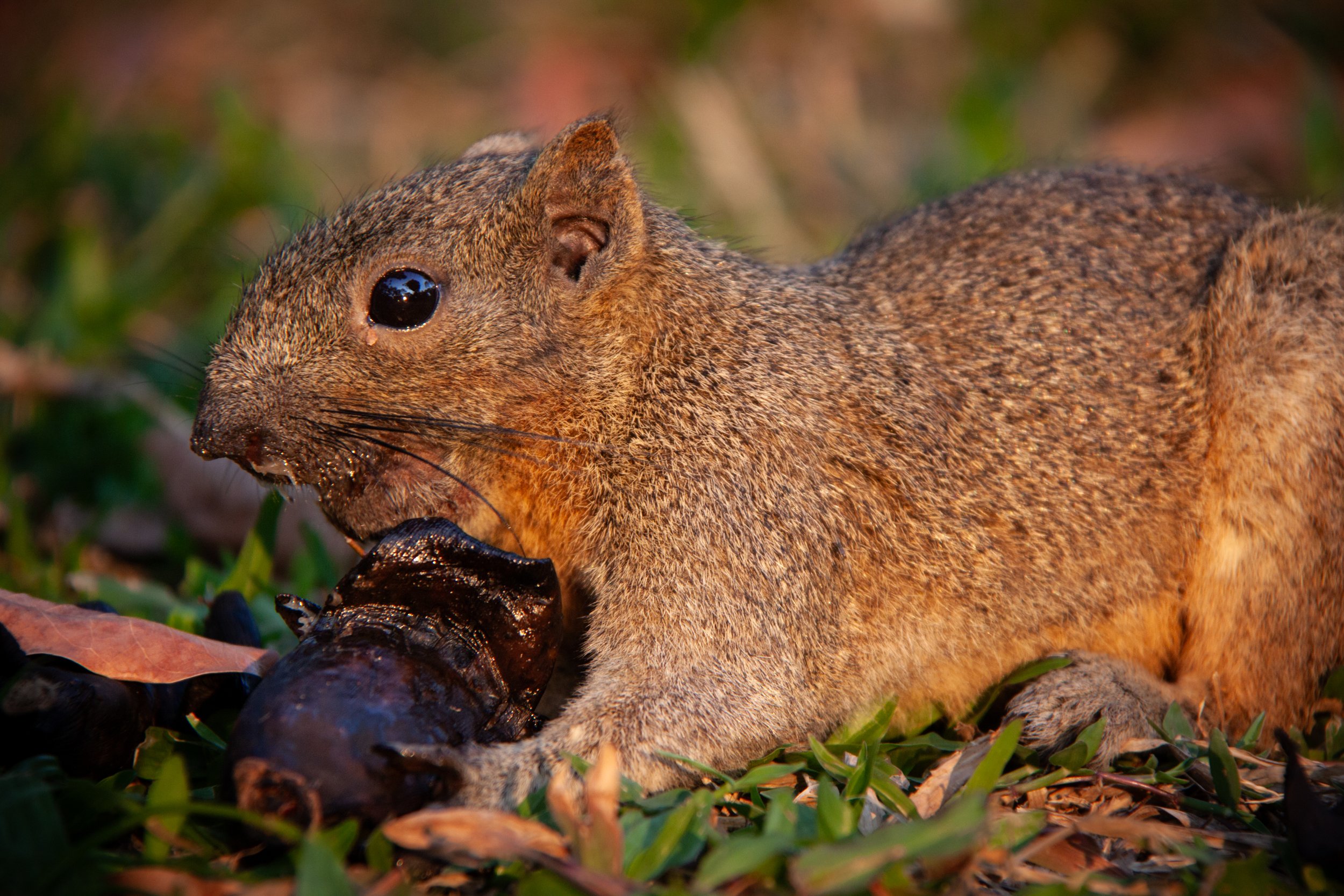 A Pallas's squirrel (Callosciurus erythraeus) in Ho Chi Minh City, Vietnam.