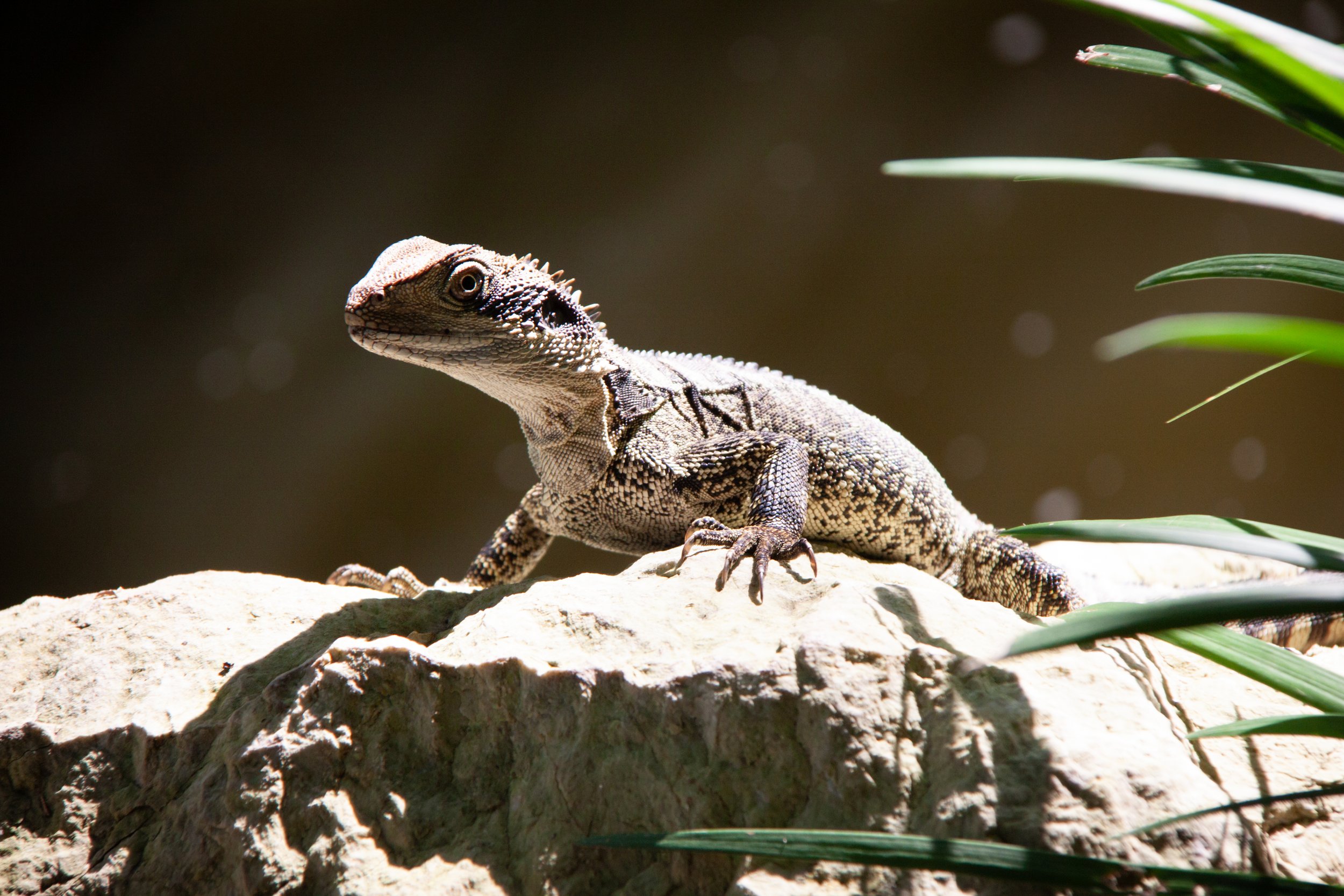 An Australian Water Dragon (Intellagama lesueurii) — is agile in the trees, on land, and in the water.